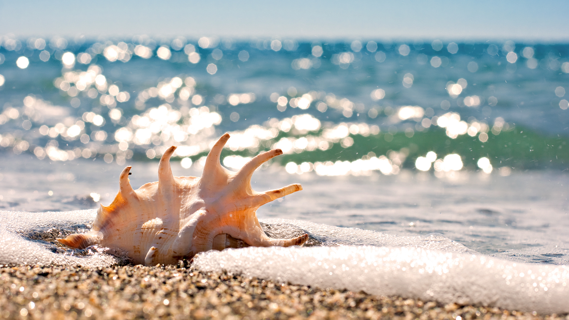 Laden Sie das Wasser, Sea, Shells, Landschaft, Strand-Bild kostenlos auf Ihren PC-Desktop herunter