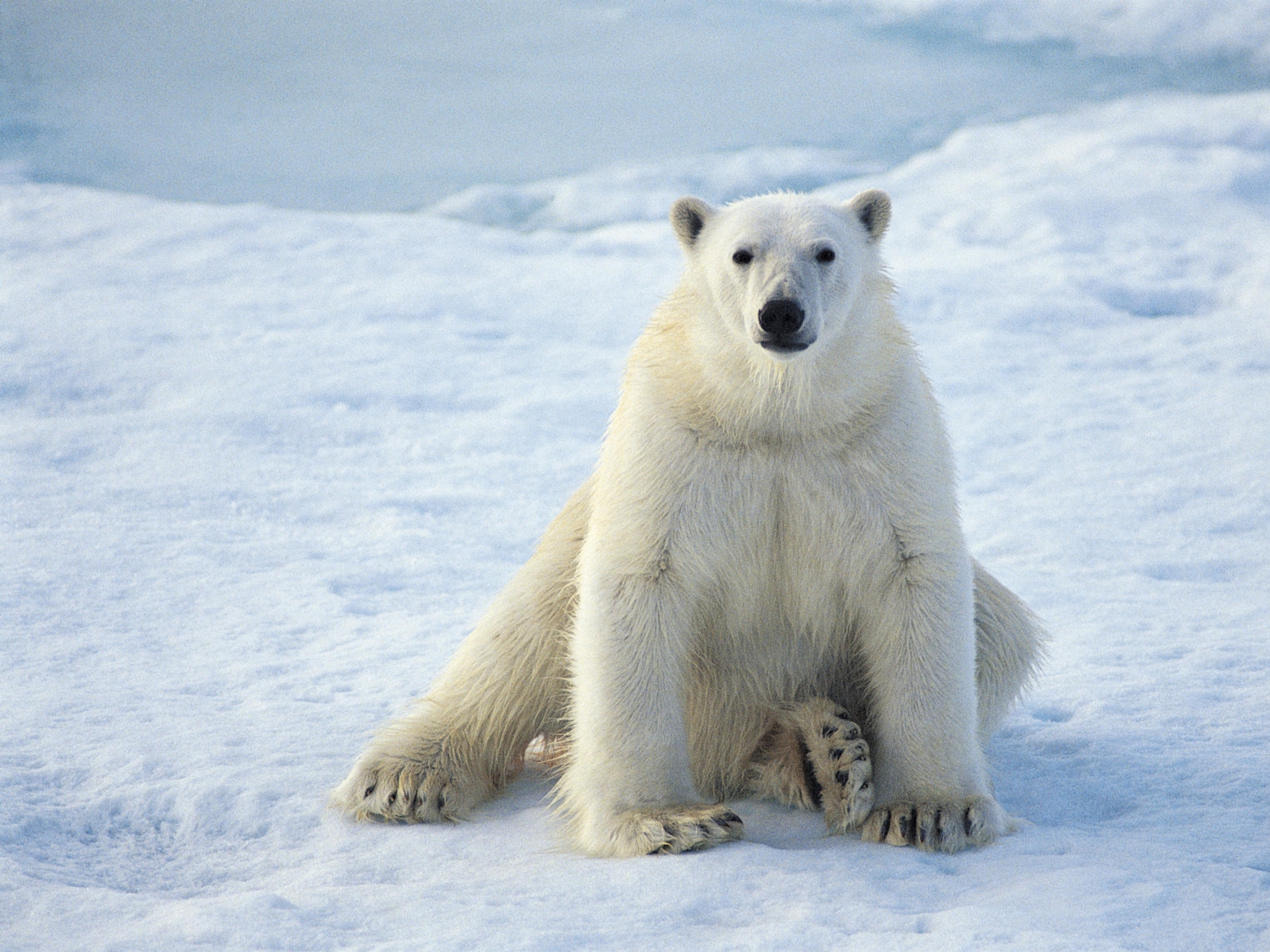фотографии животных арктики