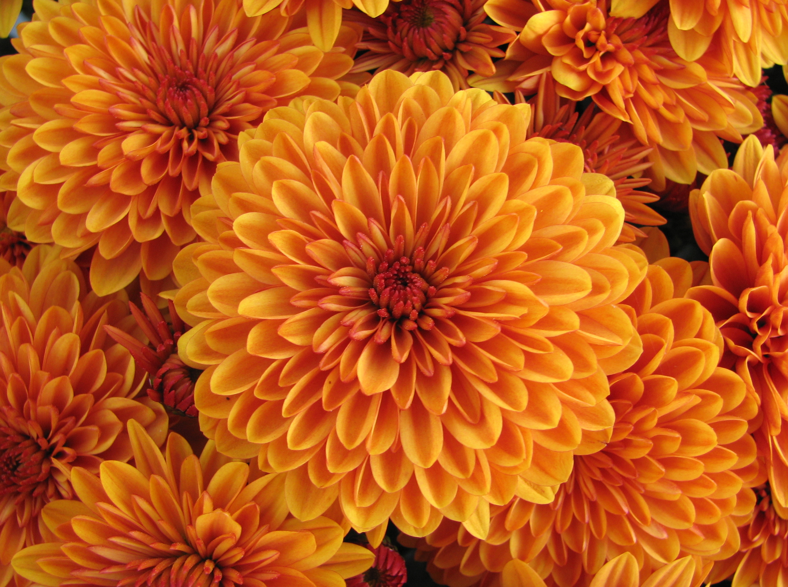 在您的 PC 桌面上免費下載 花卉, 芽, 布顿, 橙子, 大丽花, 格奥尔基纳, 花瓣 圖片