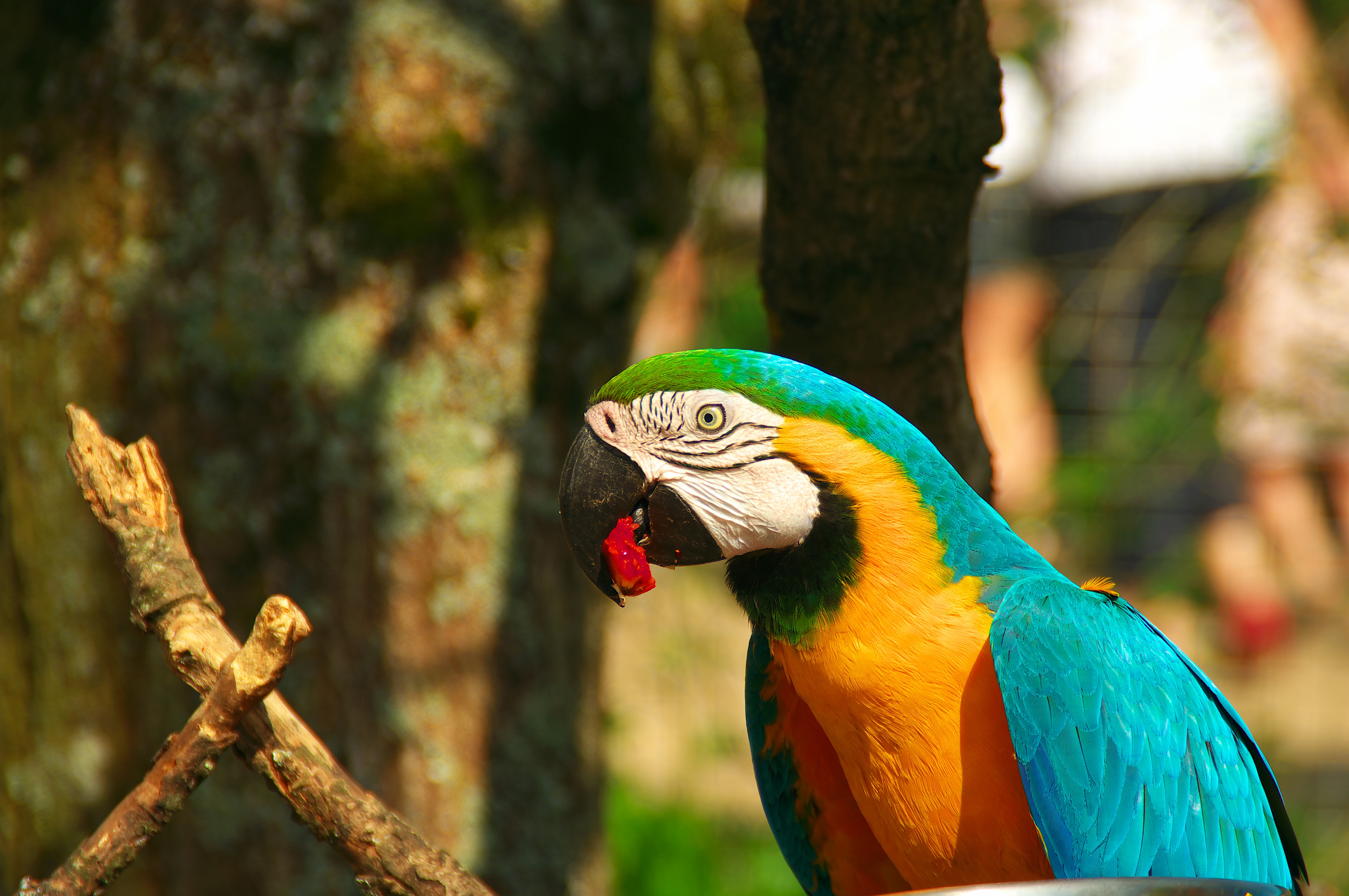 animals, parrots, bird, beak, macaw 4K