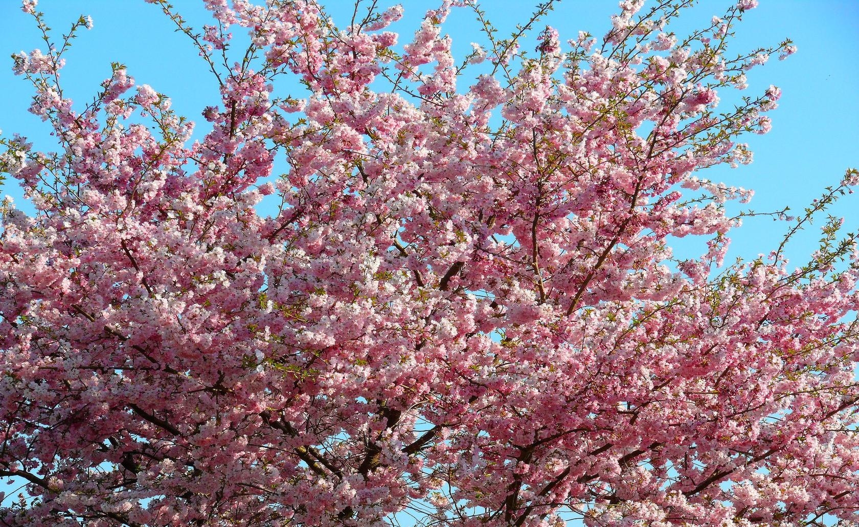 Laden Sie das Frühling, Geäst, Zweige, Blühen, Stimmung, Sky, Blühenden, Blumen, Sakura-Bild kostenlos auf Ihren PC-Desktop herunter