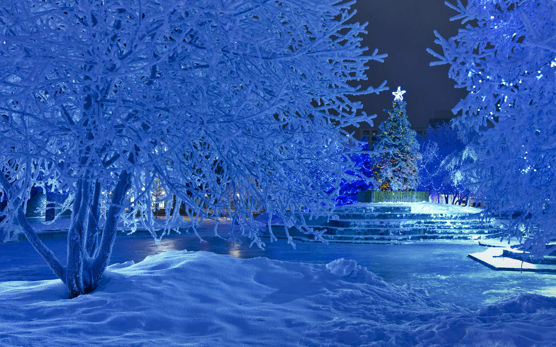 Download mobile wallpaper Snow, Light, Park, Tree, Christmas, Holiday, Christmas Tree for free.