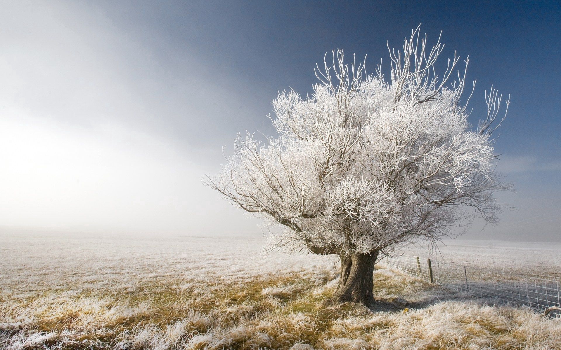 wallpapers naked, nature, wood, tree, branches, branch, frost, hoarfrost, gray hair, sleep, dream, fencing, enclosure