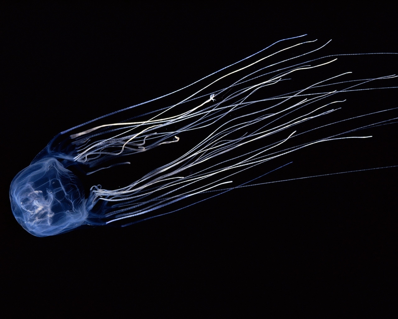 Téléchargez des papiers peints mobile Animaux, Jellyfish gratuitement.
