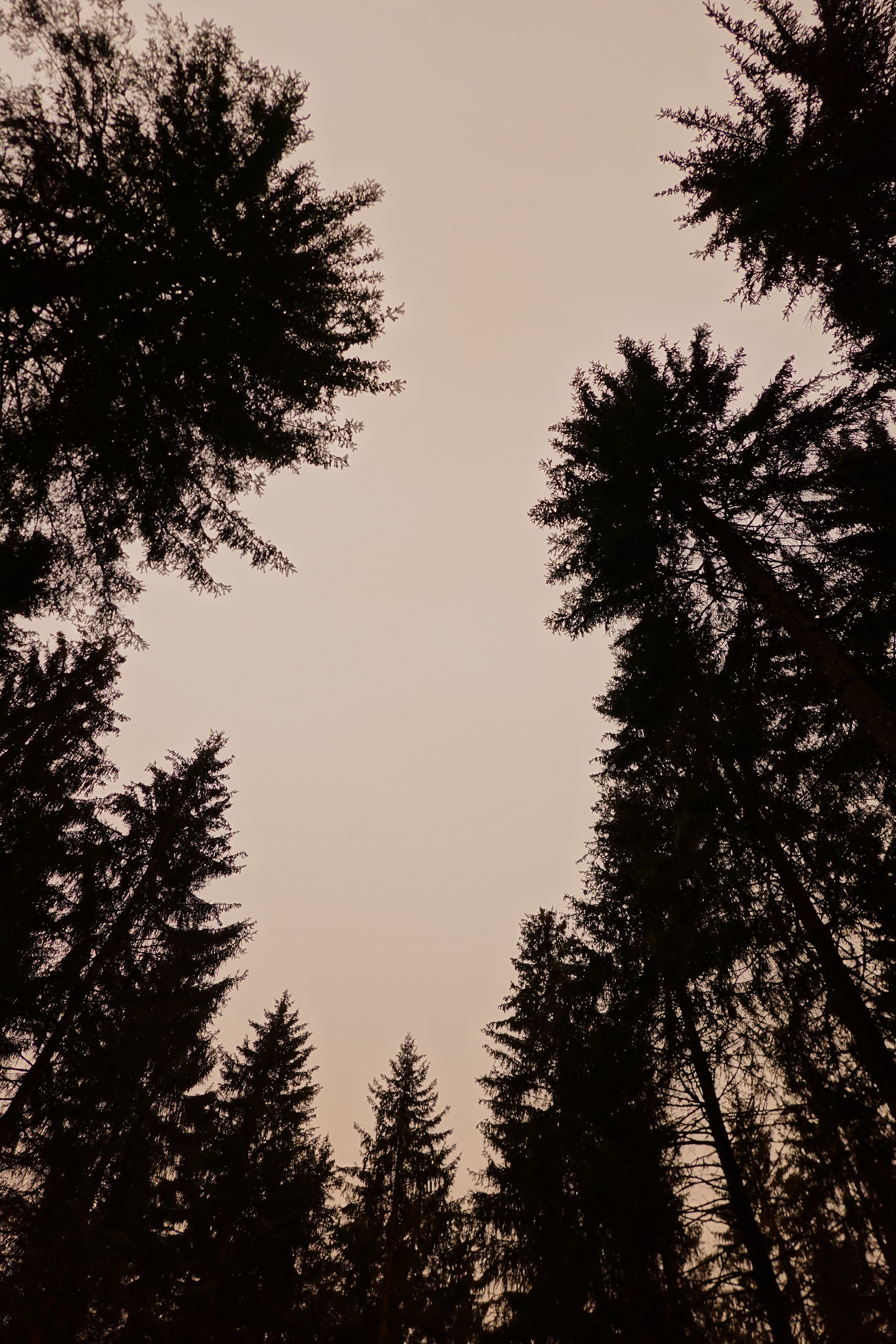 Download mobile wallpaper Dusk, Trees, Sky, Twilight, Nature, Silhouettes for free.