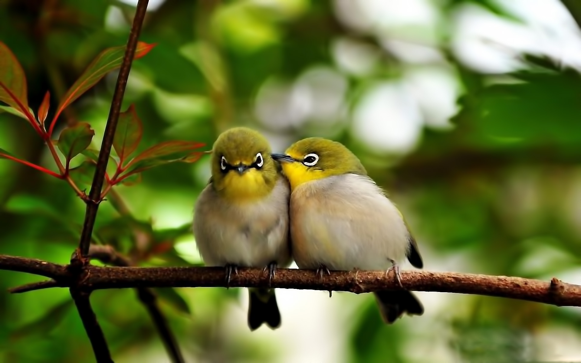 免费下载暗绿绣眼鸟, 鸟, 鸟类, 动物手机壁纸。
