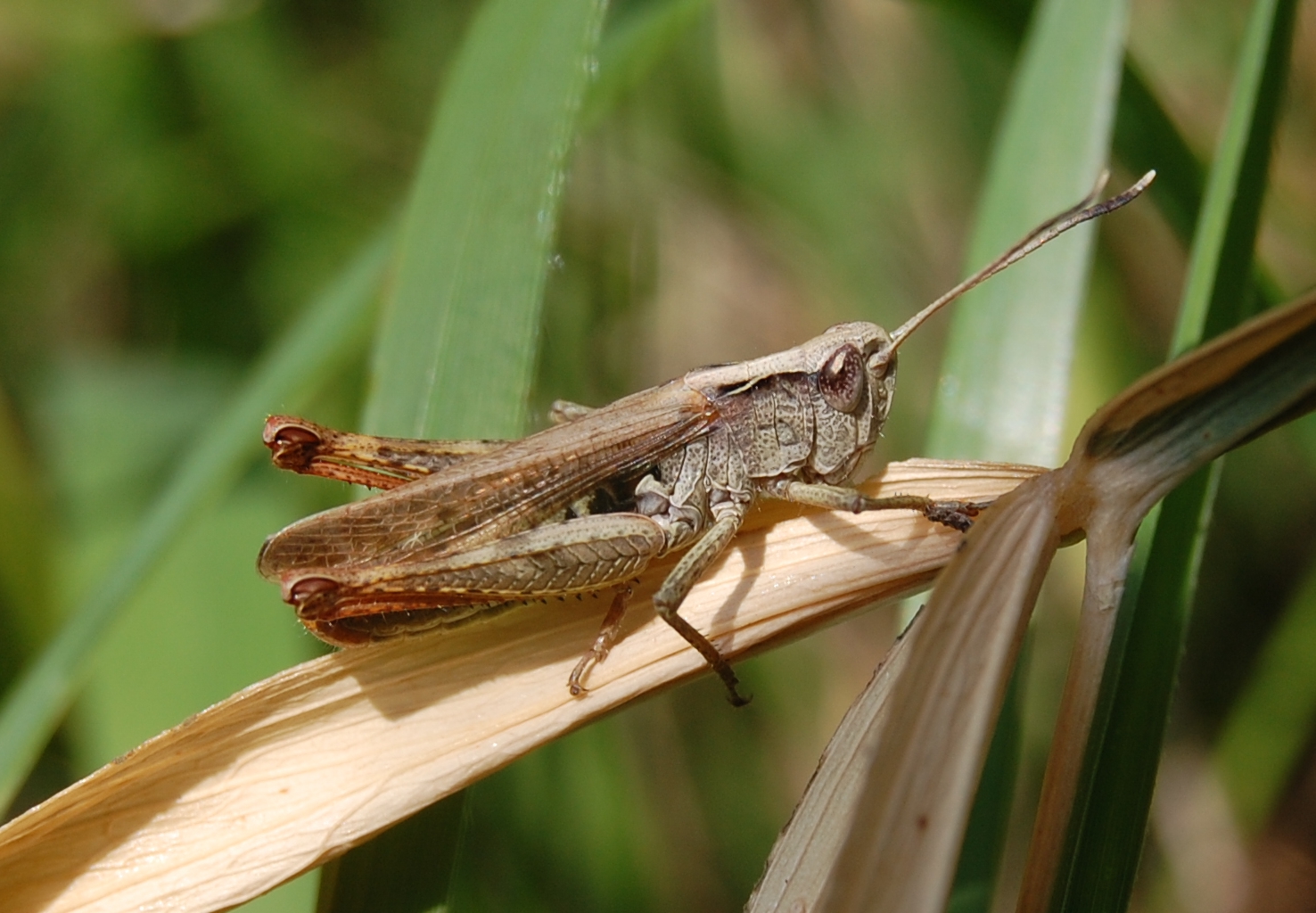 animal, grasshopper High Definition image