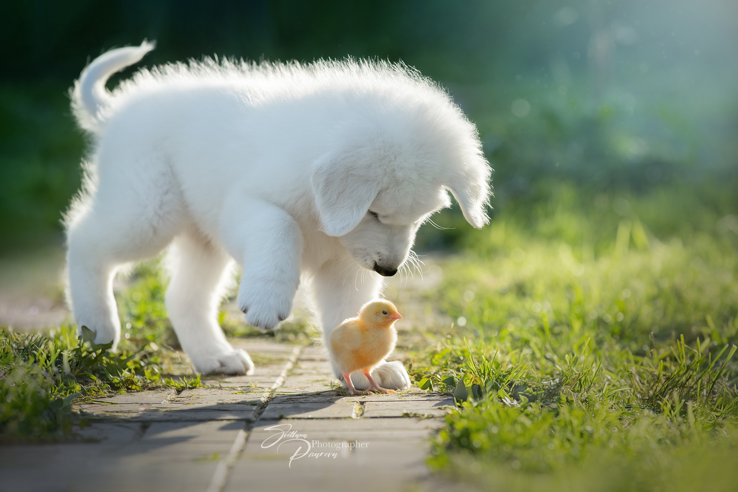 animal, cute, chick, dog, puppy lock screen backgrounds