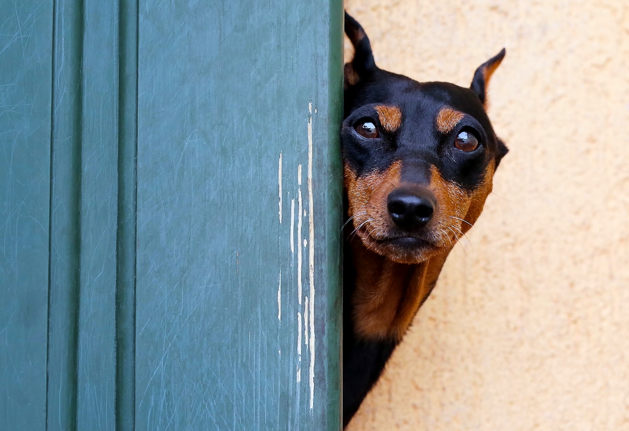 Download mobile wallpaper Dogs, Dog, Muzzle, Animal, Doberman Pinscher for free.