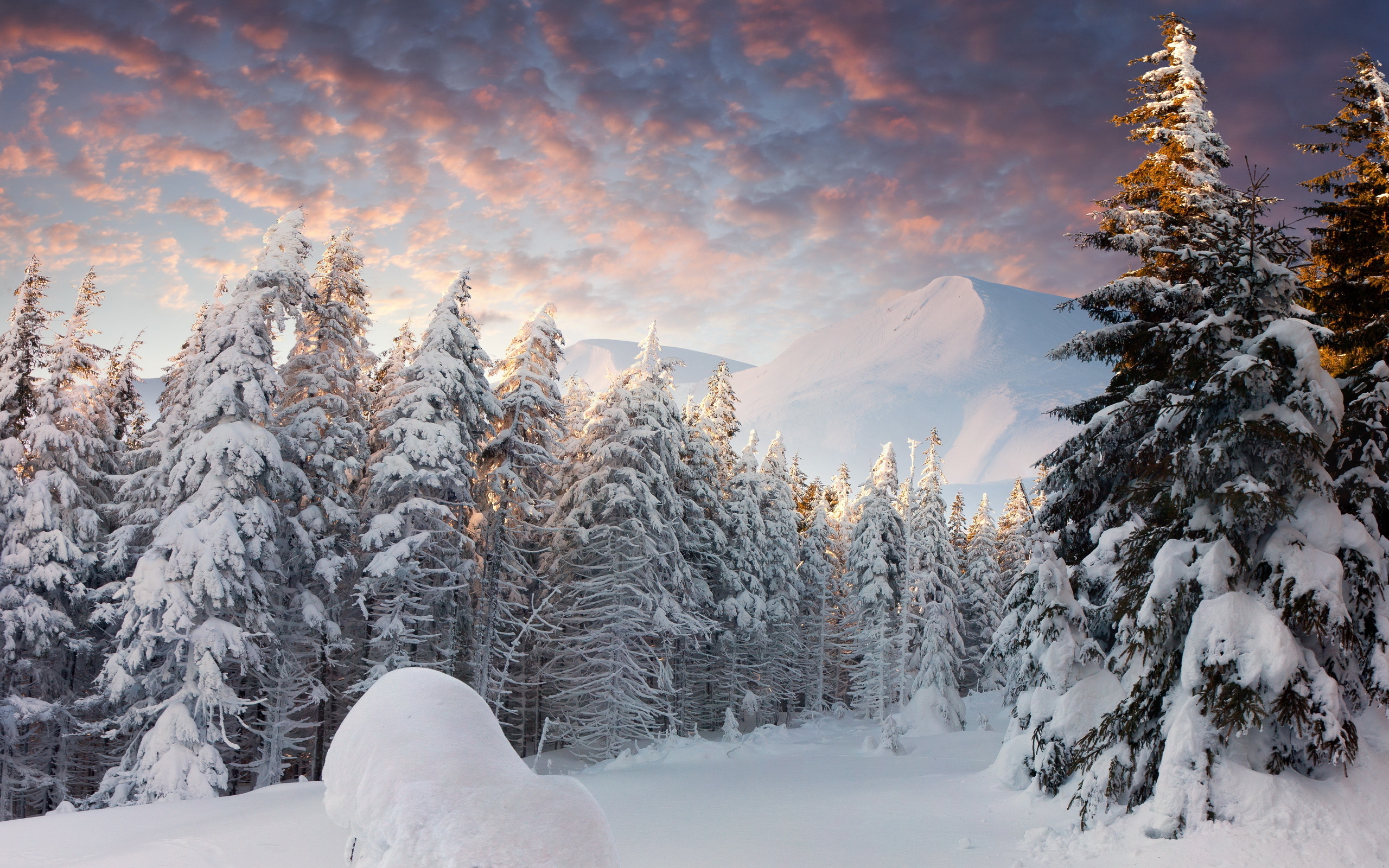 無料モバイル壁紙木, 山脈, 雪, モミの木, 冬, 風景をダウンロードします。