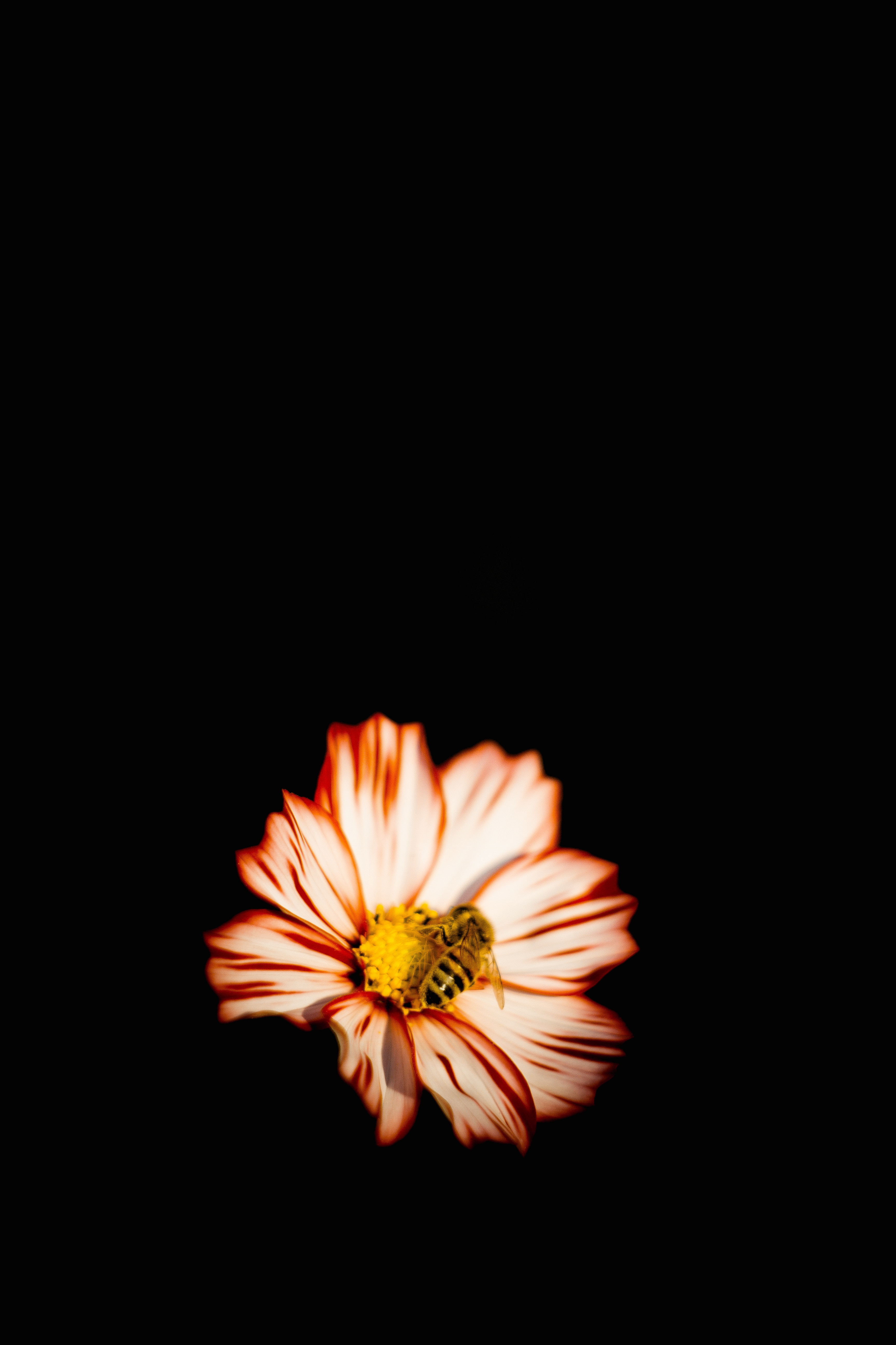 Download mobile wallpaper Pollination, Macro, Insect, Bee, Flower for free.
