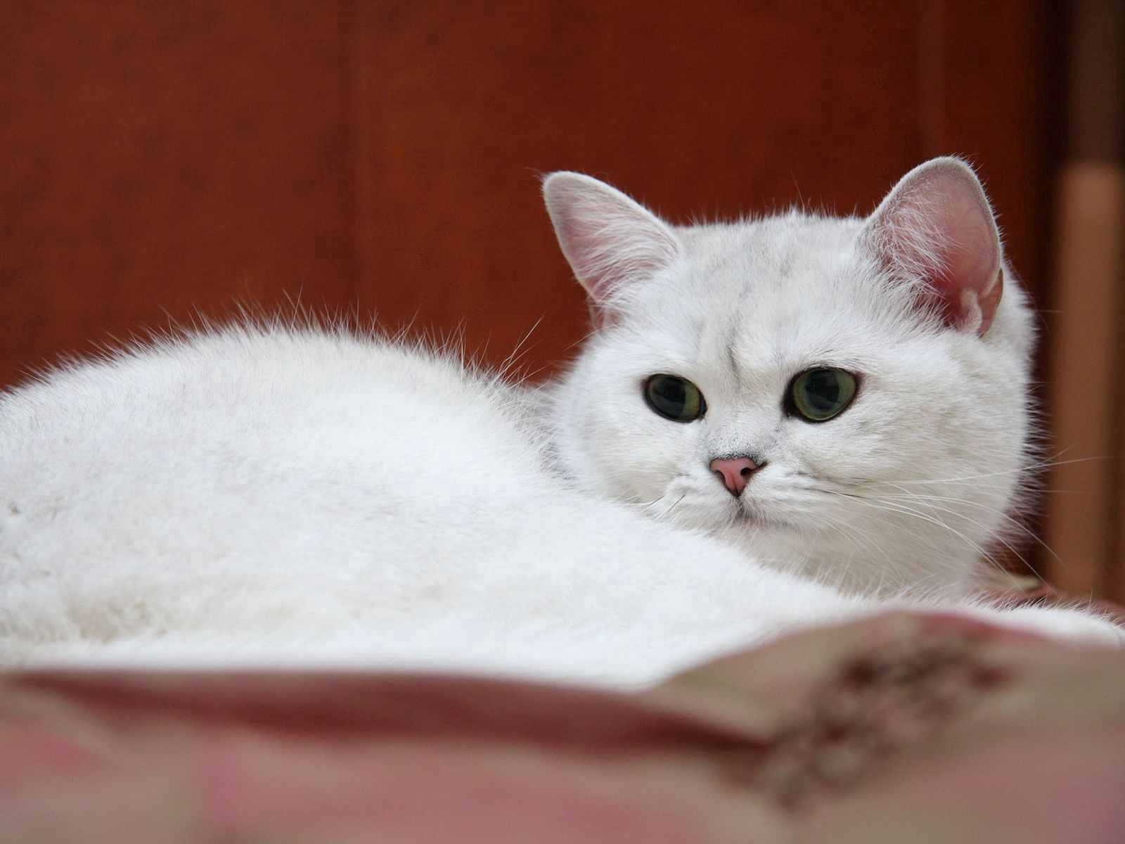 animals, white, cat, tired, look