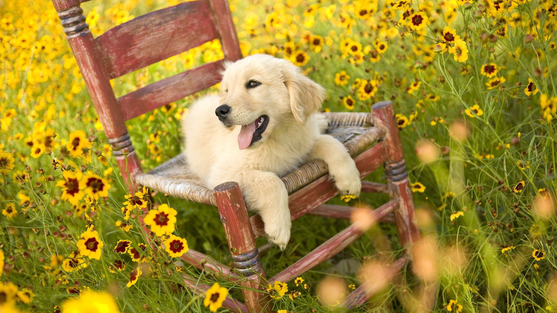 dog, animals, flowers, chair, to lie down, lie