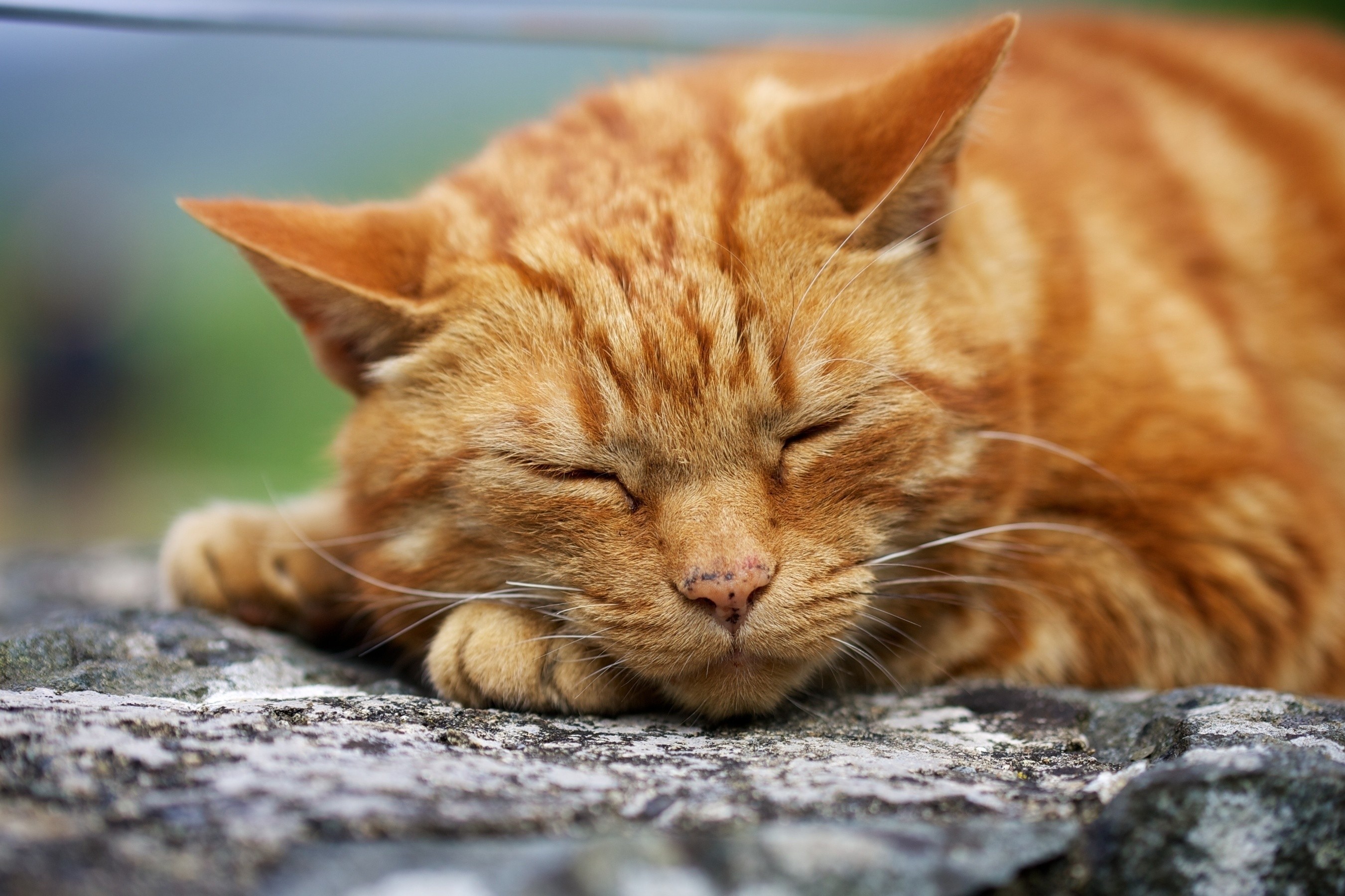 Download mobile wallpaper Thick, Muzzle, Sleep, Fat, Animals, Dream, Cat for free.