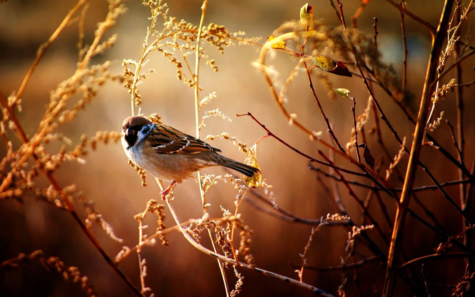PC Wallpapers bird, animals, flowers, wood, tree, sparrow, branches