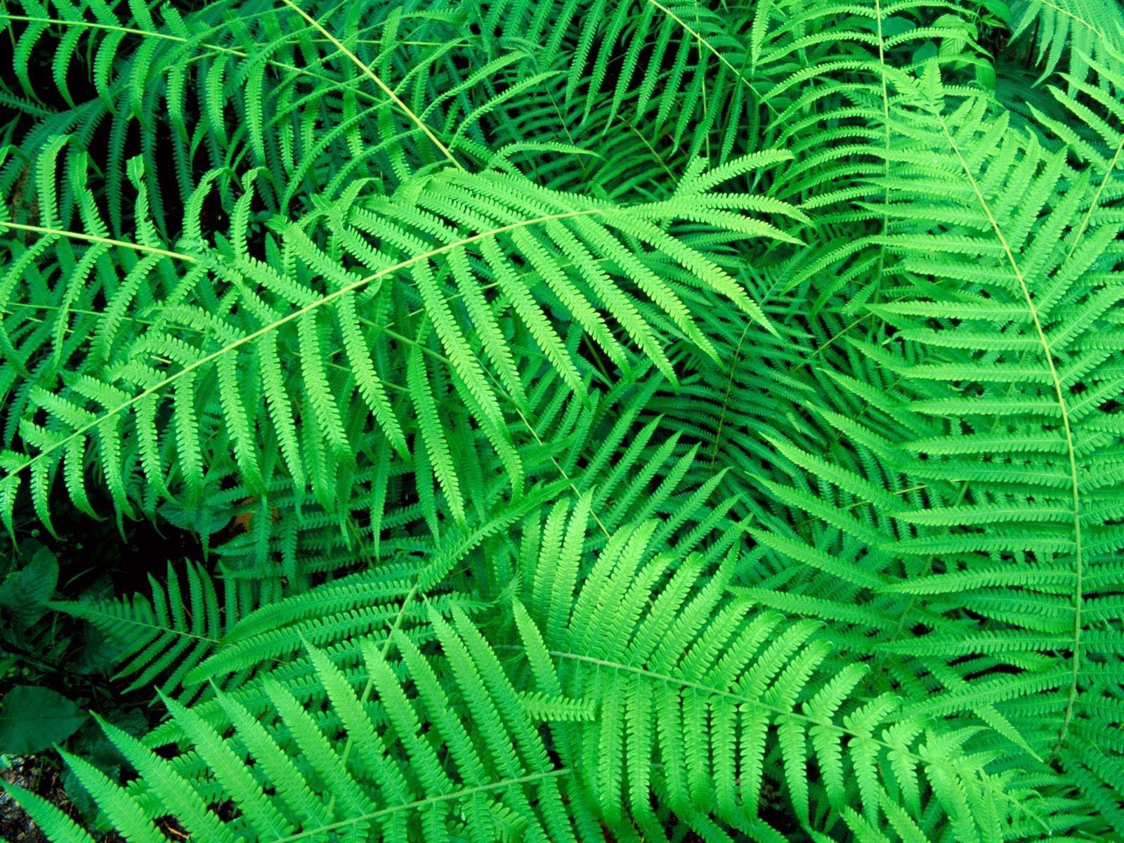 Download mobile wallpaper Leaves, Fern, Nature, Plant for free.