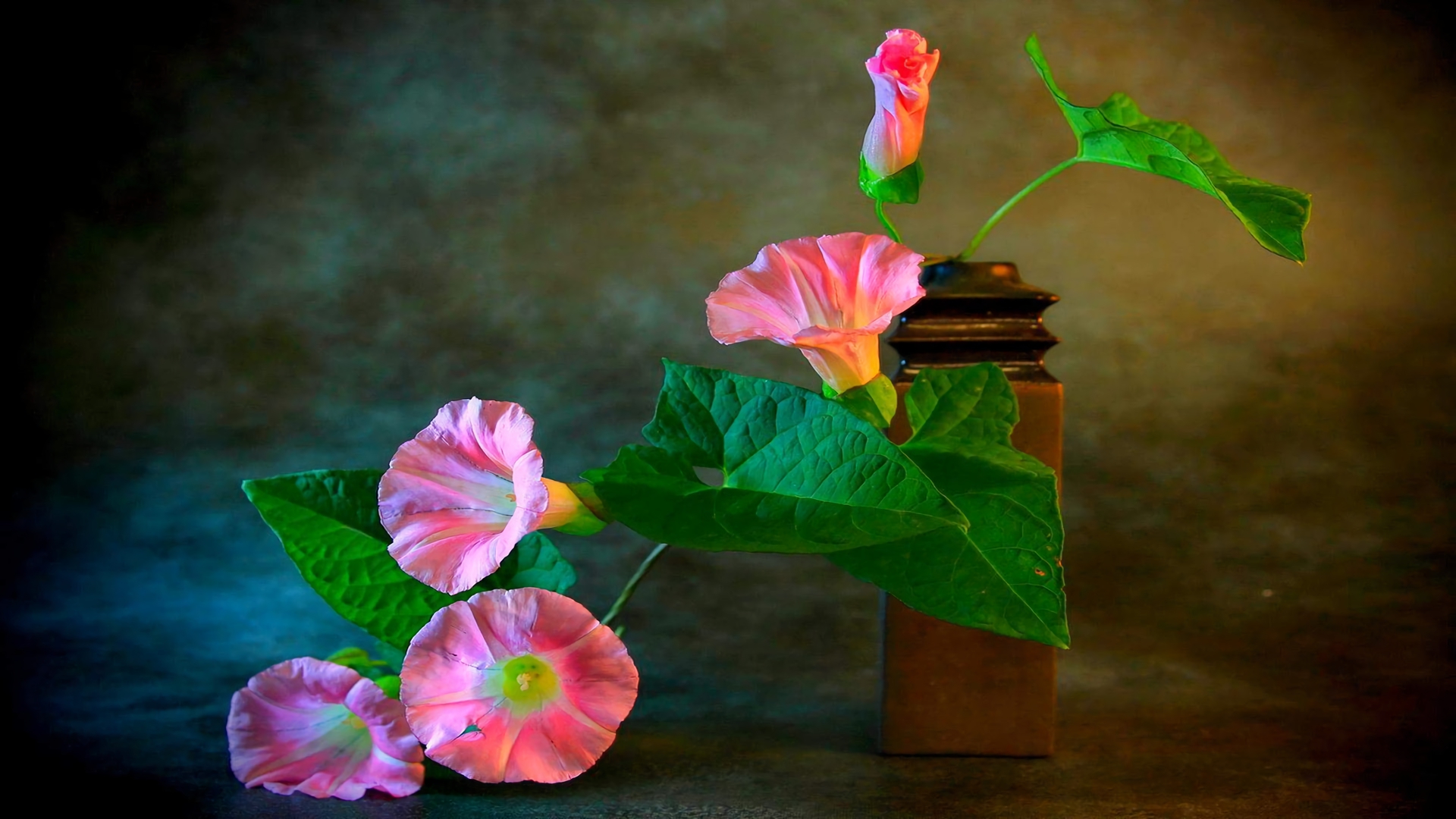still life, photography, earth, flower, morning glory, pink flower, vase