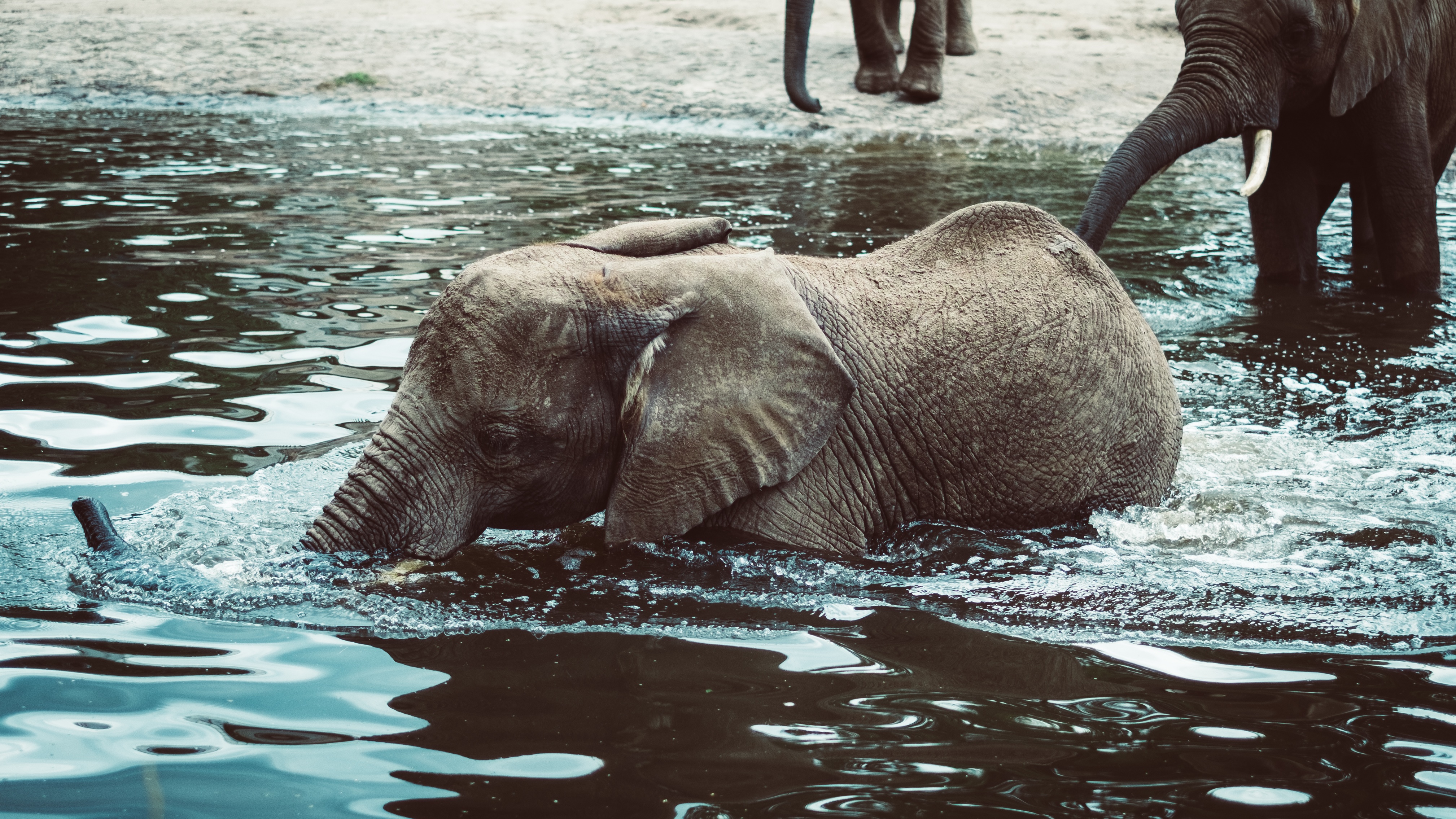 Download mobile wallpaper Young, Joey, Animals, Water, Elephant for free.
