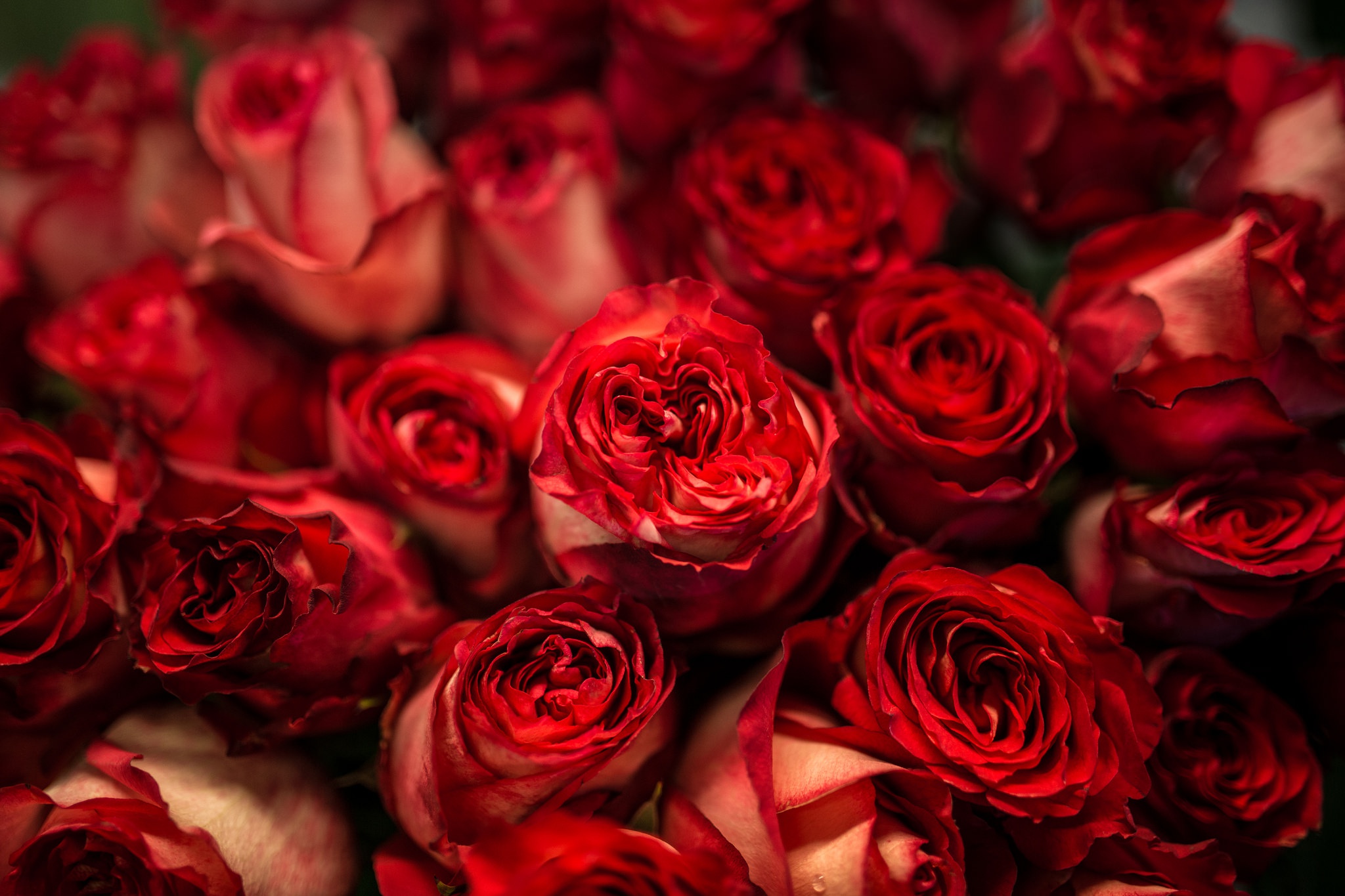 Обои розочки. Красные розы. Цветы розы красные. Цветы на Красном фоне.