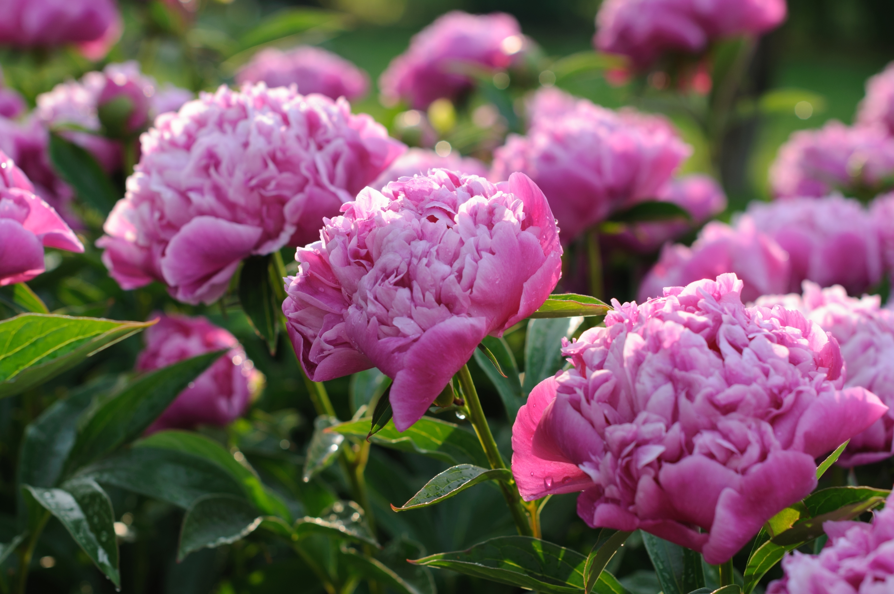 nature, earth, peony, flower, pink flower, flowers