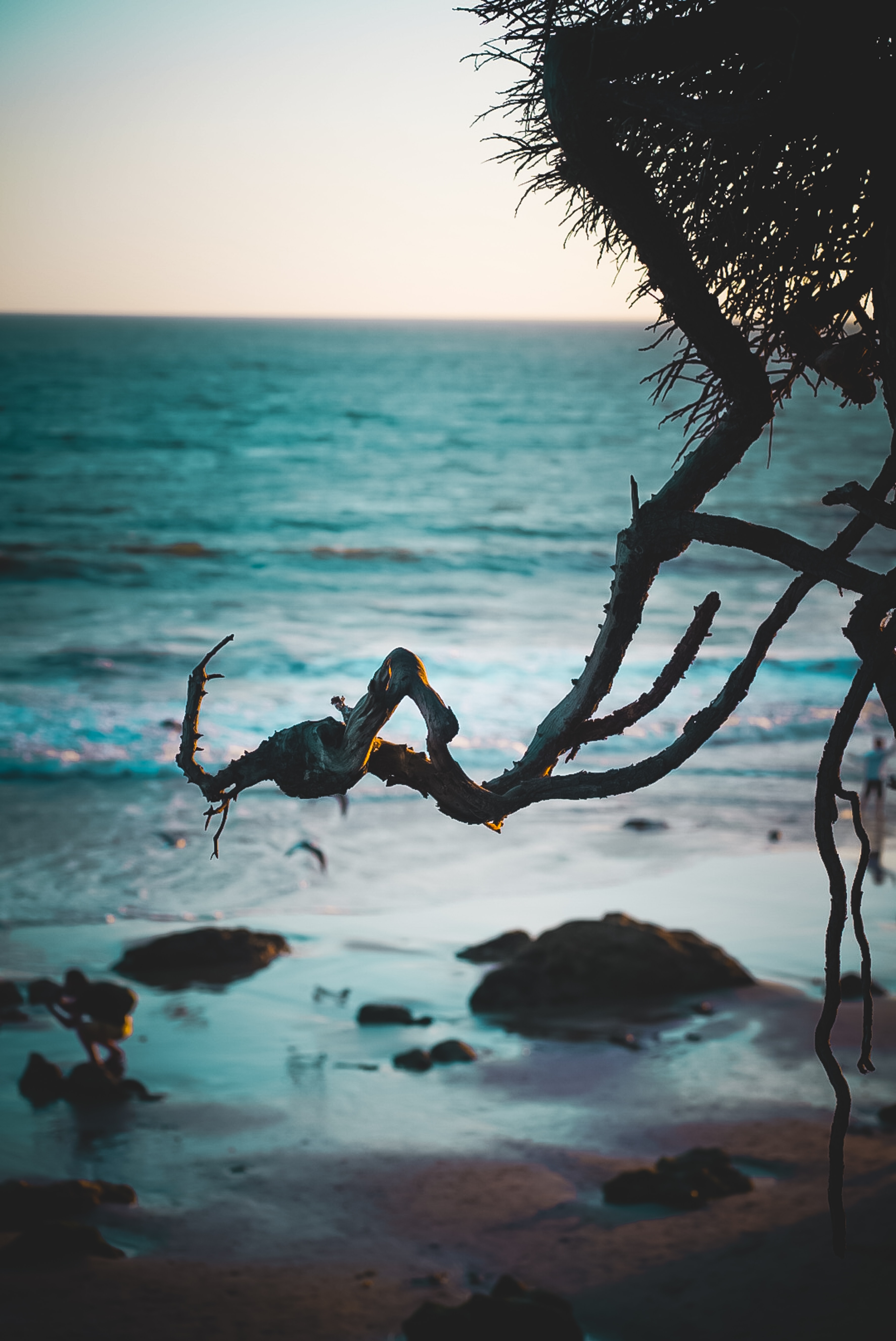 Laden Sie das Natur, Wasser, Sand, Zweig, Sea, Ast, Strand-Bild kostenlos auf Ihren PC-Desktop herunter