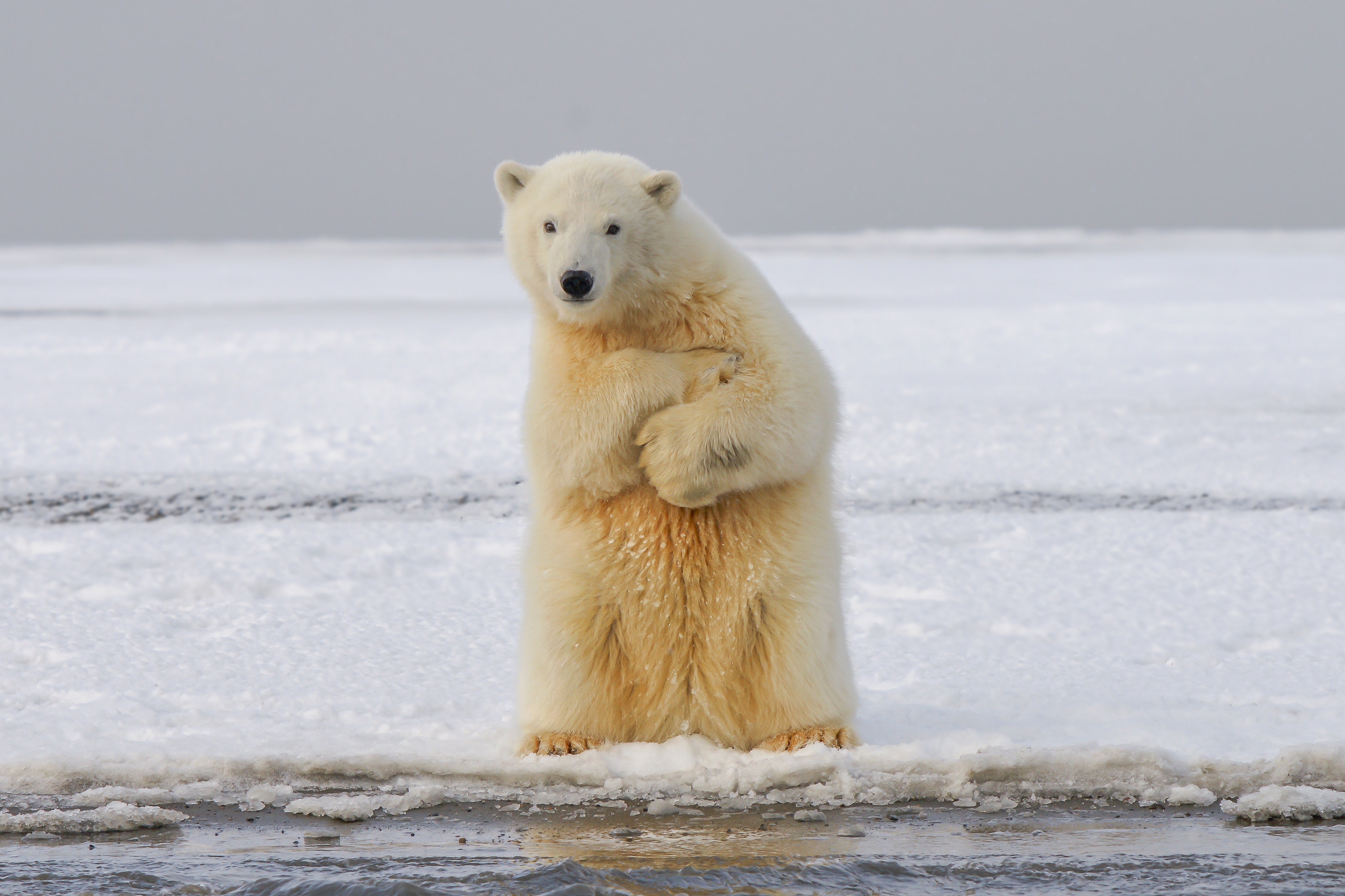 123794 скачать обои полярный медведь, медведь, животные, забавный, лед, снег - заставки и картинки бесплатно