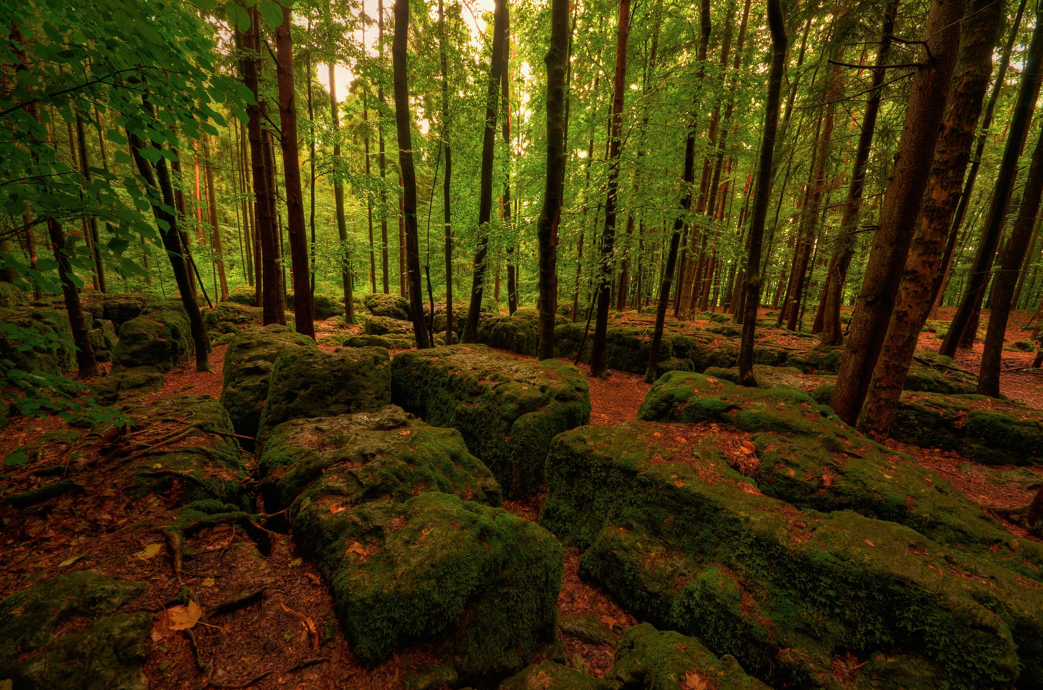 Handy-Wallpaper Moss, Bäume, Stones, Wald, Moos, Natur kostenlos herunterladen.