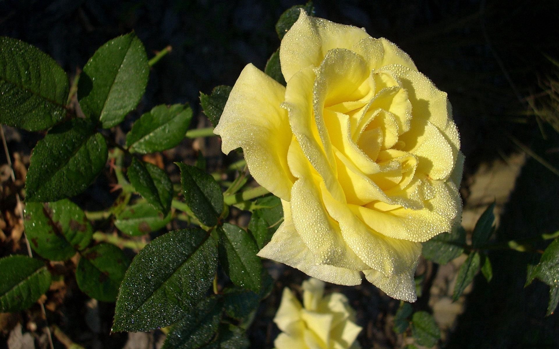 Laden Sie das Rose, Morgen, Tau, Tee, Tee Raum, Blumen-Bild kostenlos auf Ihren PC-Desktop herunter