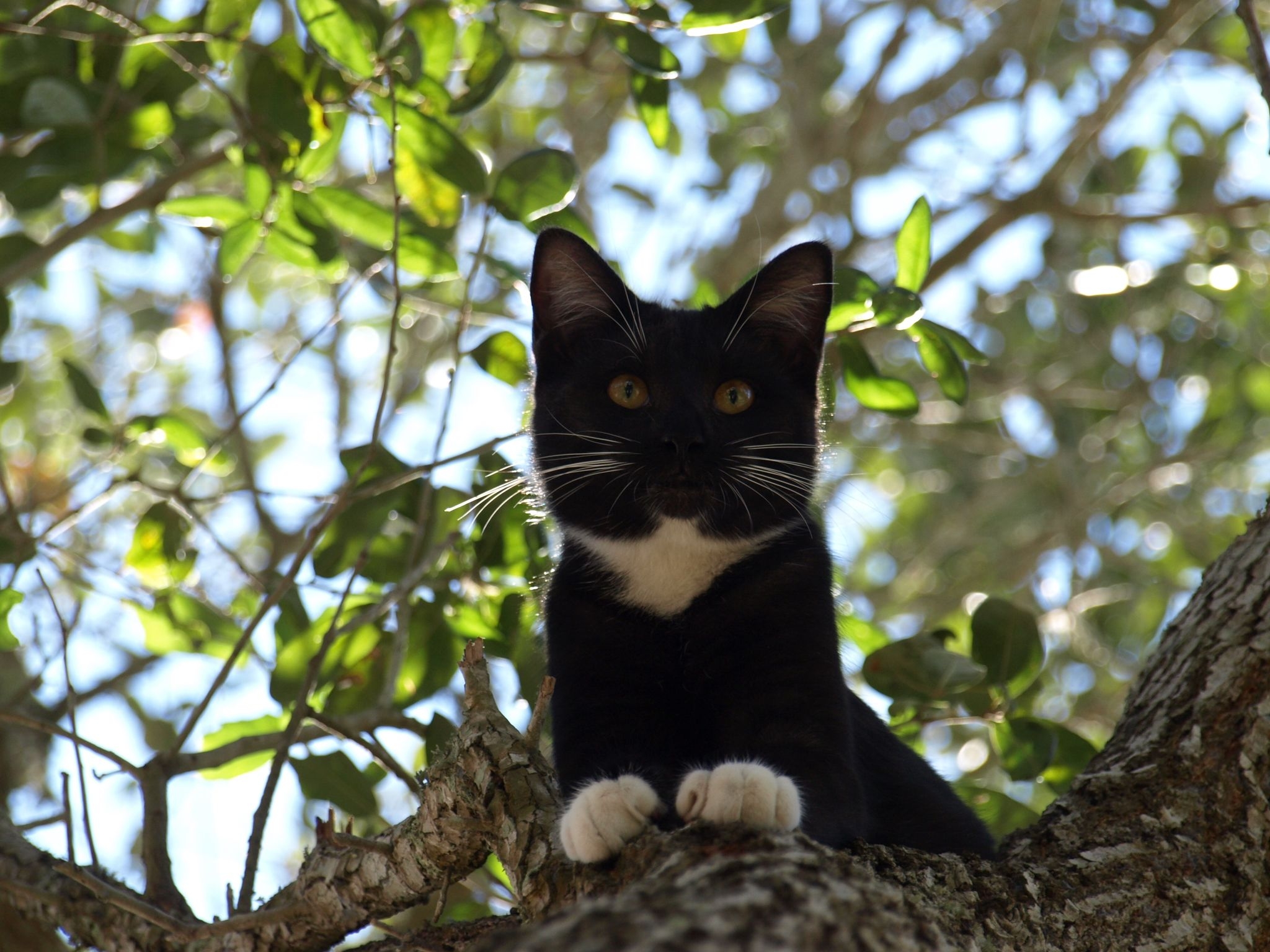 animals, leaves, wood, cat, tree, branches, crawl images