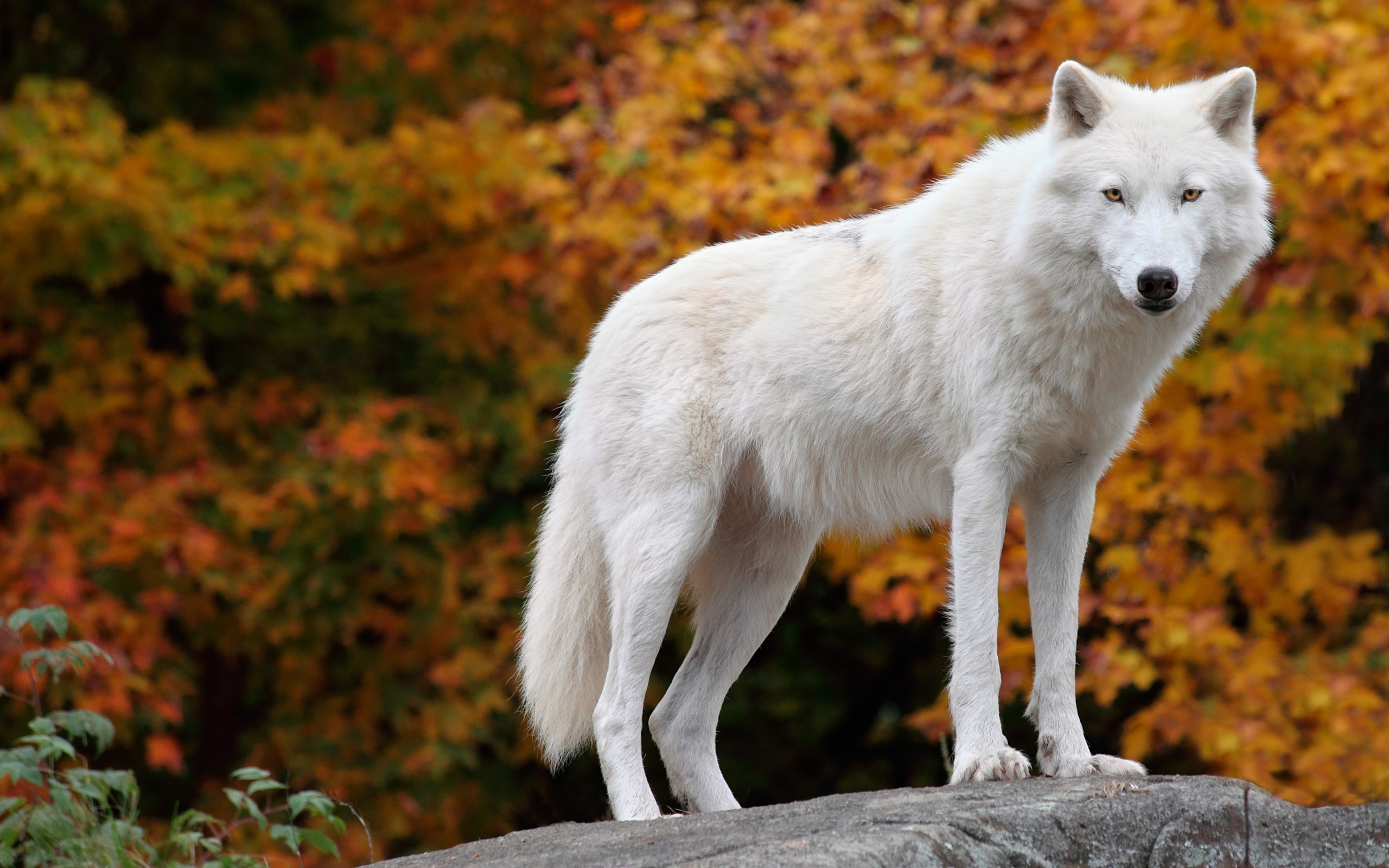 Большой белый волк