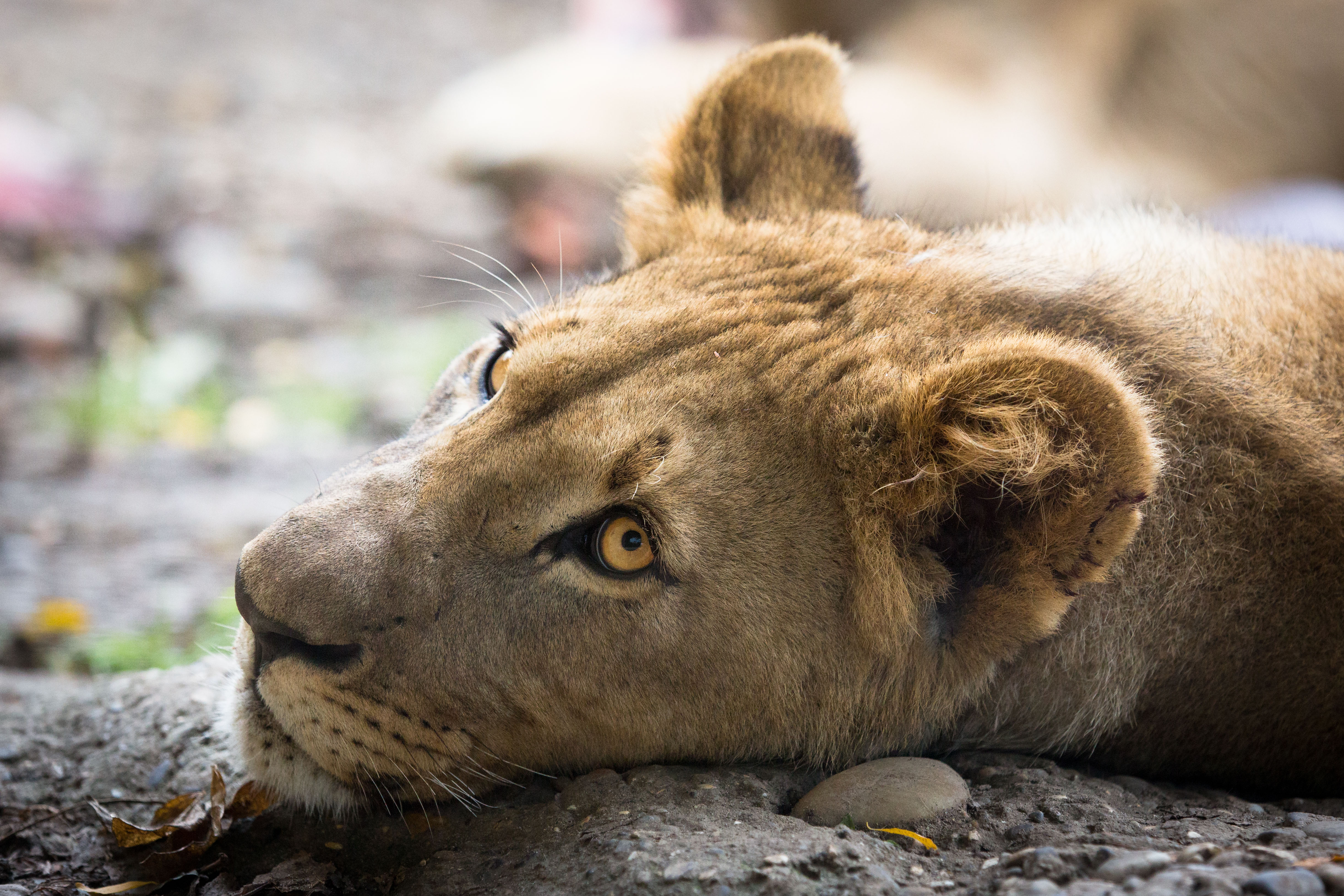 378374 descargar fondo de pantalla animales, león, leona, gatos: protectores de pantalla e imágenes gratis