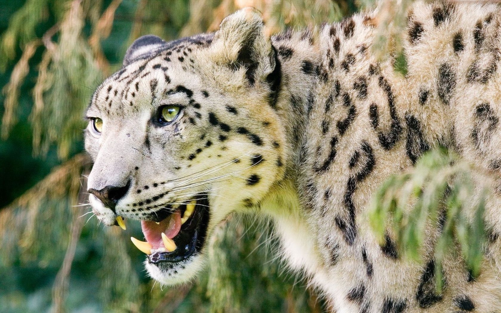 Средние хищные животные. Ирбис тигр. Пантера Ирбис. Снежный Барс леопард Snow Leopard Ирбис. Снежный Барс оскал.
