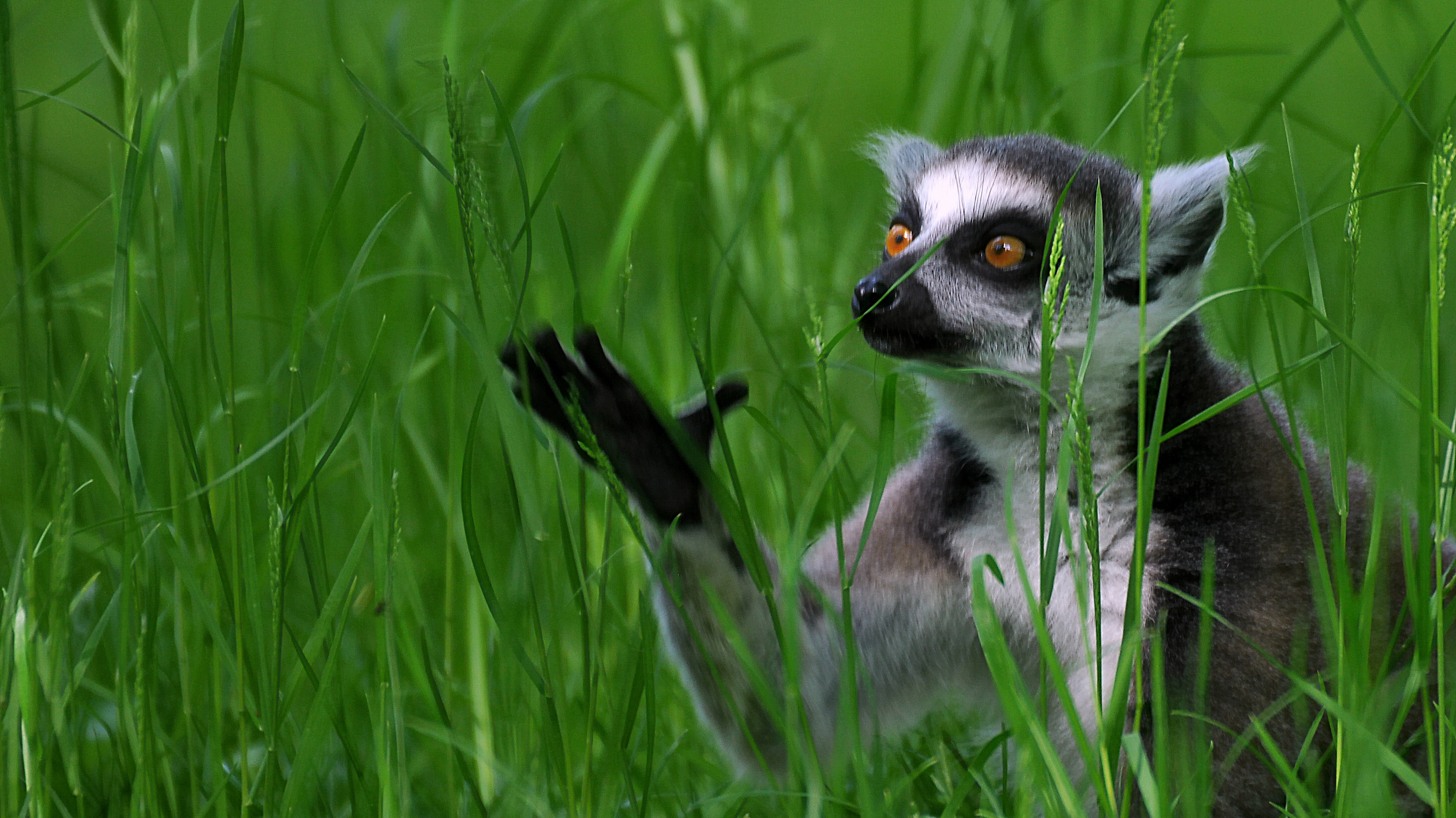 384194 Hintergrundbild herunterladen tiere, lemur, gras, katta, affen - Bildschirmschoner und Bilder kostenlos