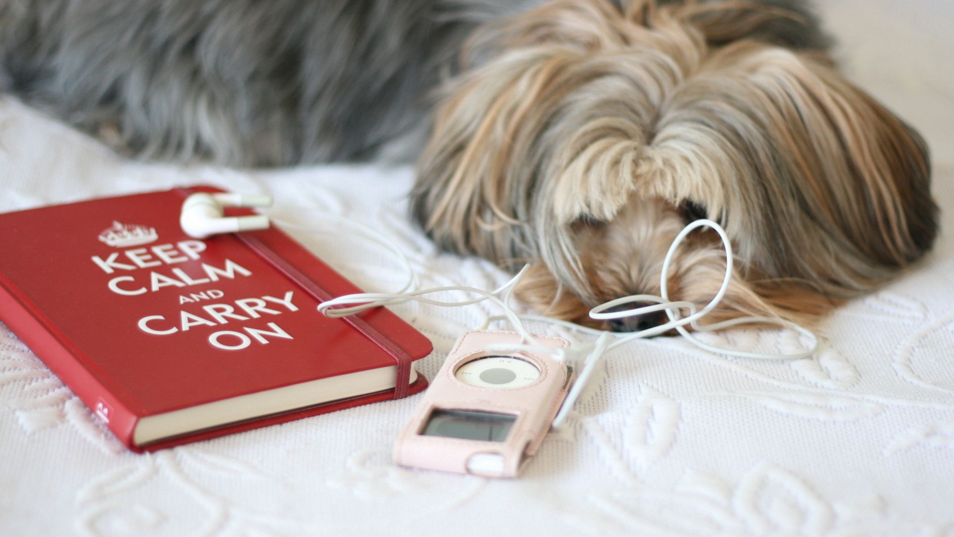 無料モバイル壁紙動物, プレーヤー, 睡眠, 夢, 犬, 本をダウンロードします。