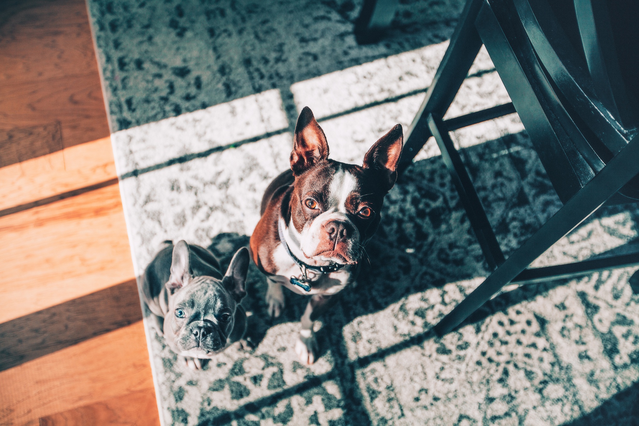 488326 Hintergrundbilder und Boston Terrier Bilder auf dem Desktop. Laden Sie  Bildschirmschoner kostenlos auf den PC herunter