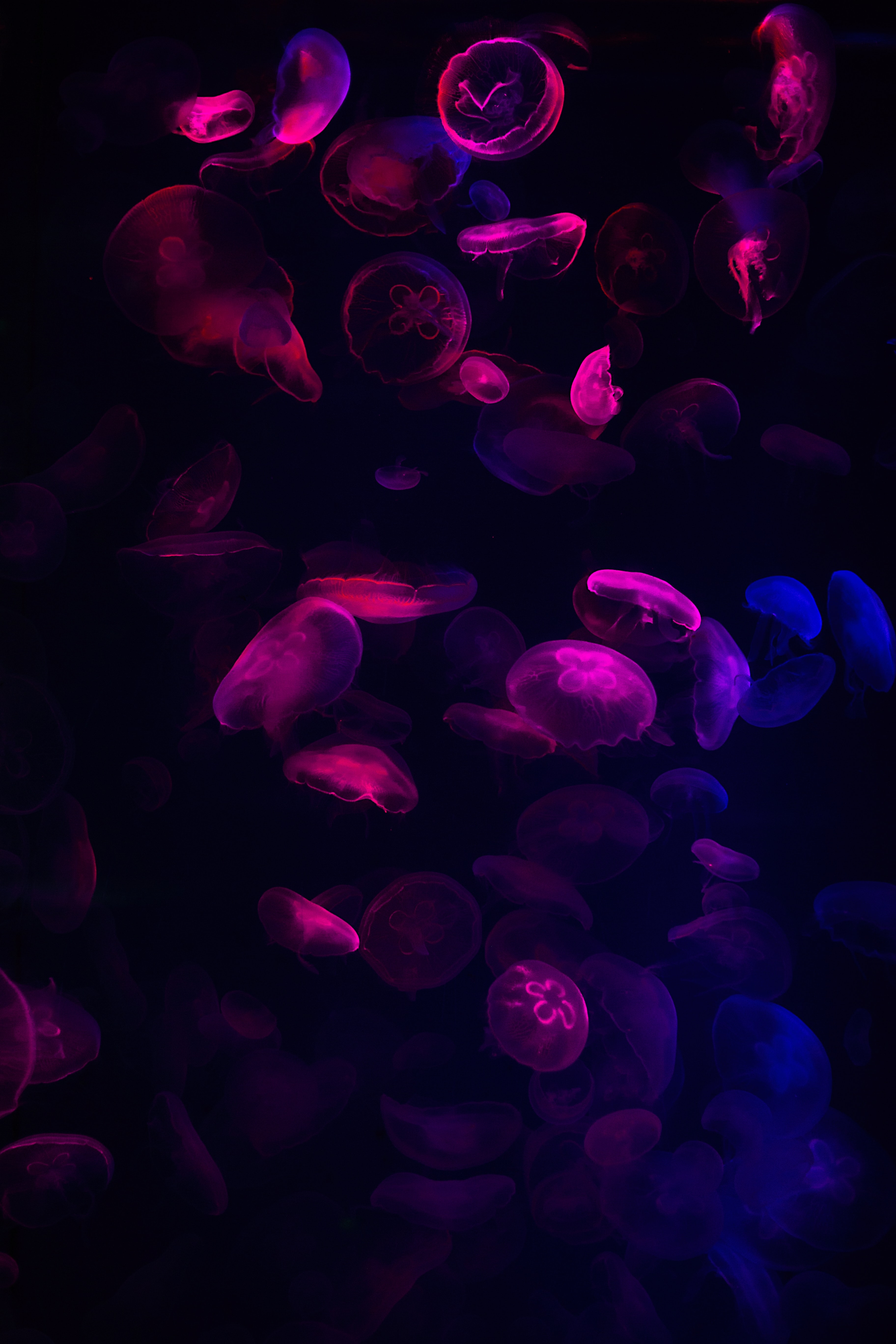 Download mobile wallpaper Glow, Neon, Jellyfish, Dark for free.
