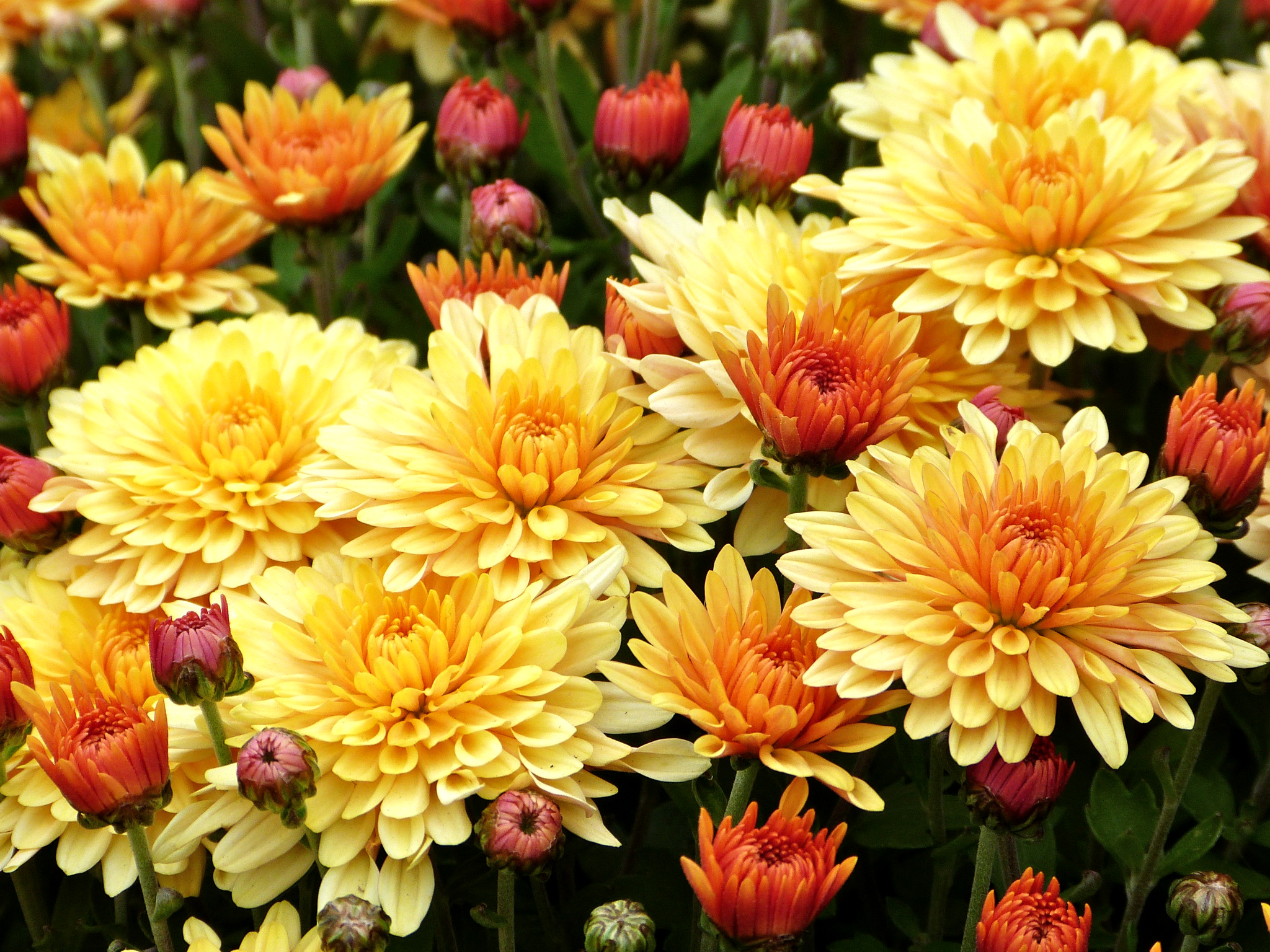 414025 Salvapantallas y fondos de pantalla Crisantemo en tu teléfono. Descarga imágenes de  gratis