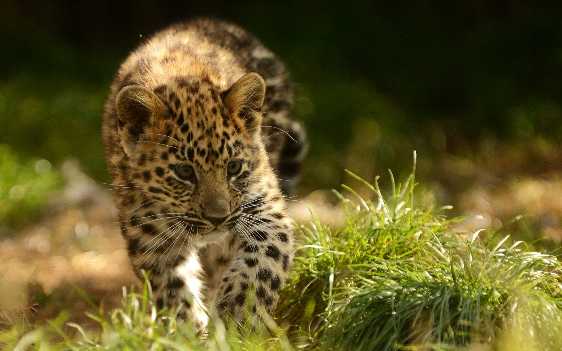 Дальневосточный леопард котята