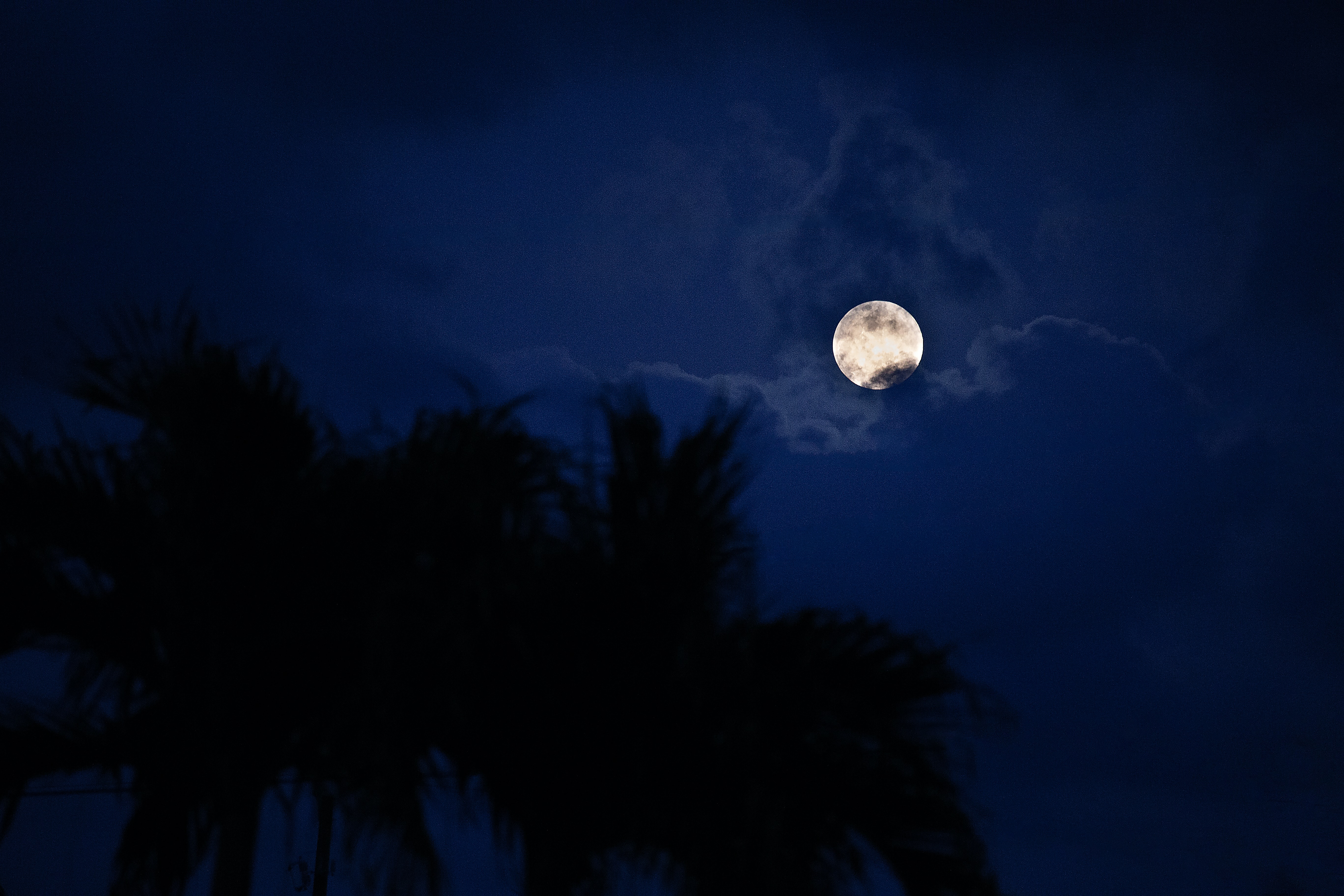 Baixe gratuitamente a imagem Noite, Palma, Escuro, Palmeira, Lua na área de trabalho do seu PC