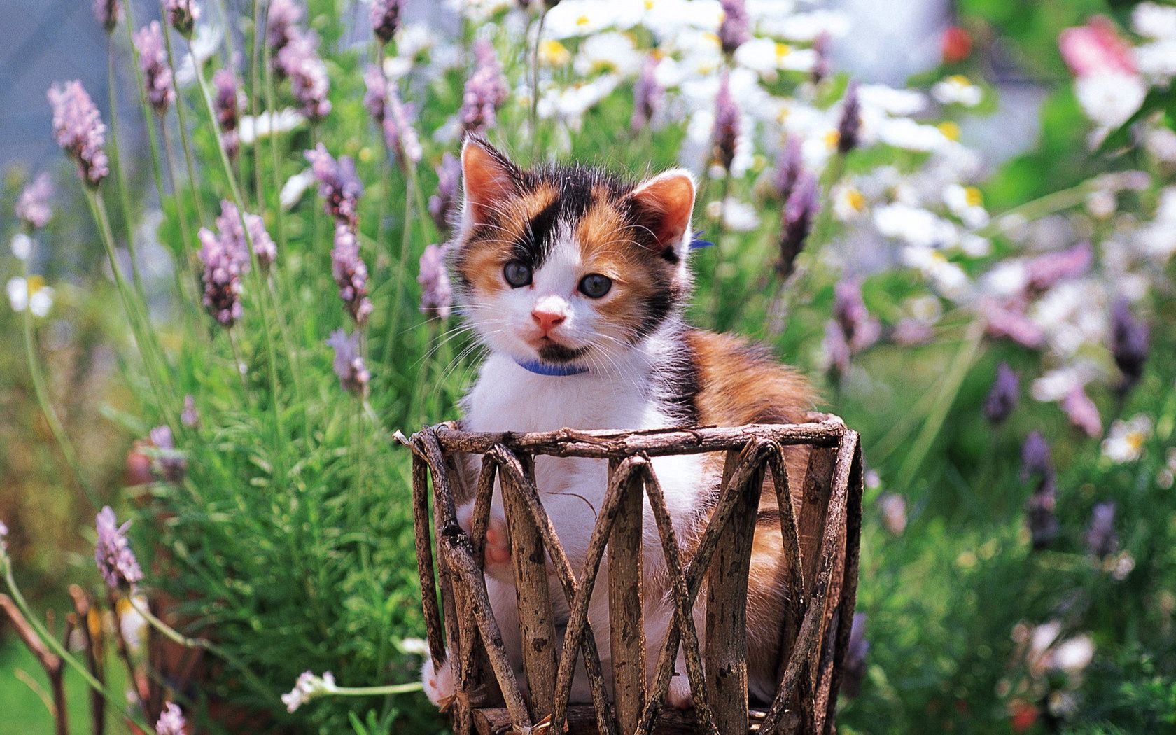 Laden Sie das Blumen, Grass, Fleckig, Gefleckt, Tiere, Kätzchen-Bild kostenlos auf Ihren PC-Desktop herunter