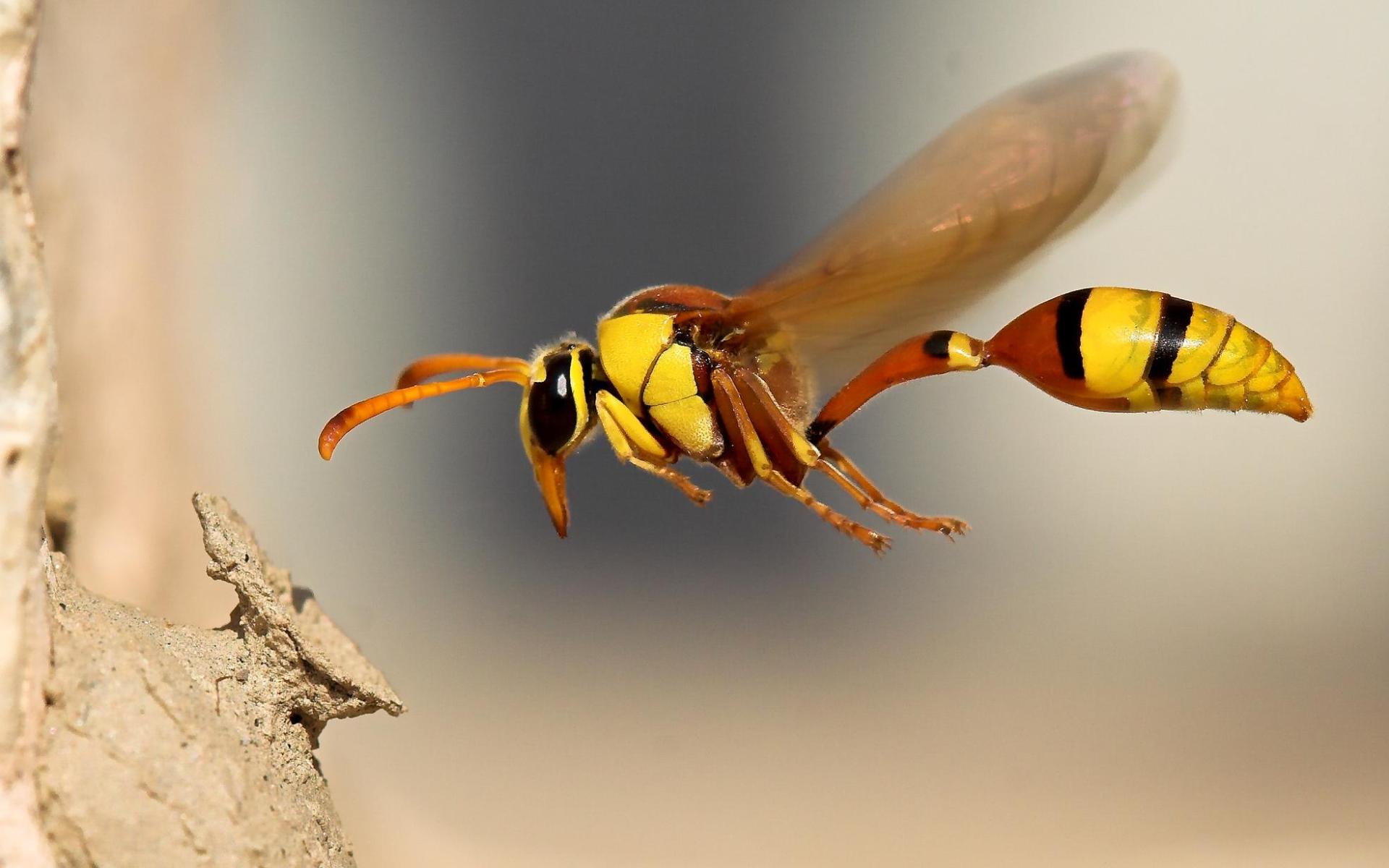 android animal, wasp, insect, insects