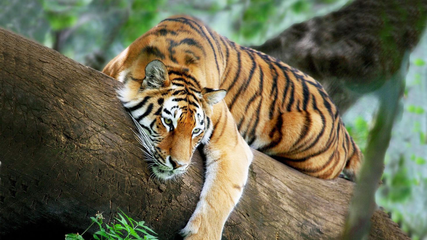 Амурский тигр на дереве