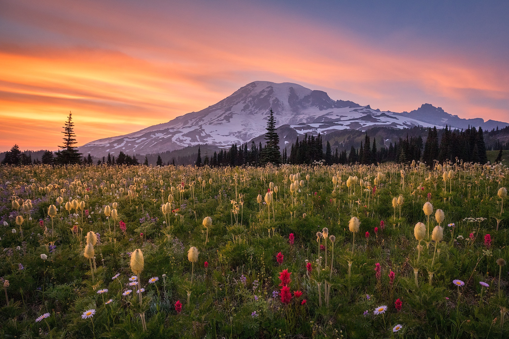 Mount Rainier, цветы Washington