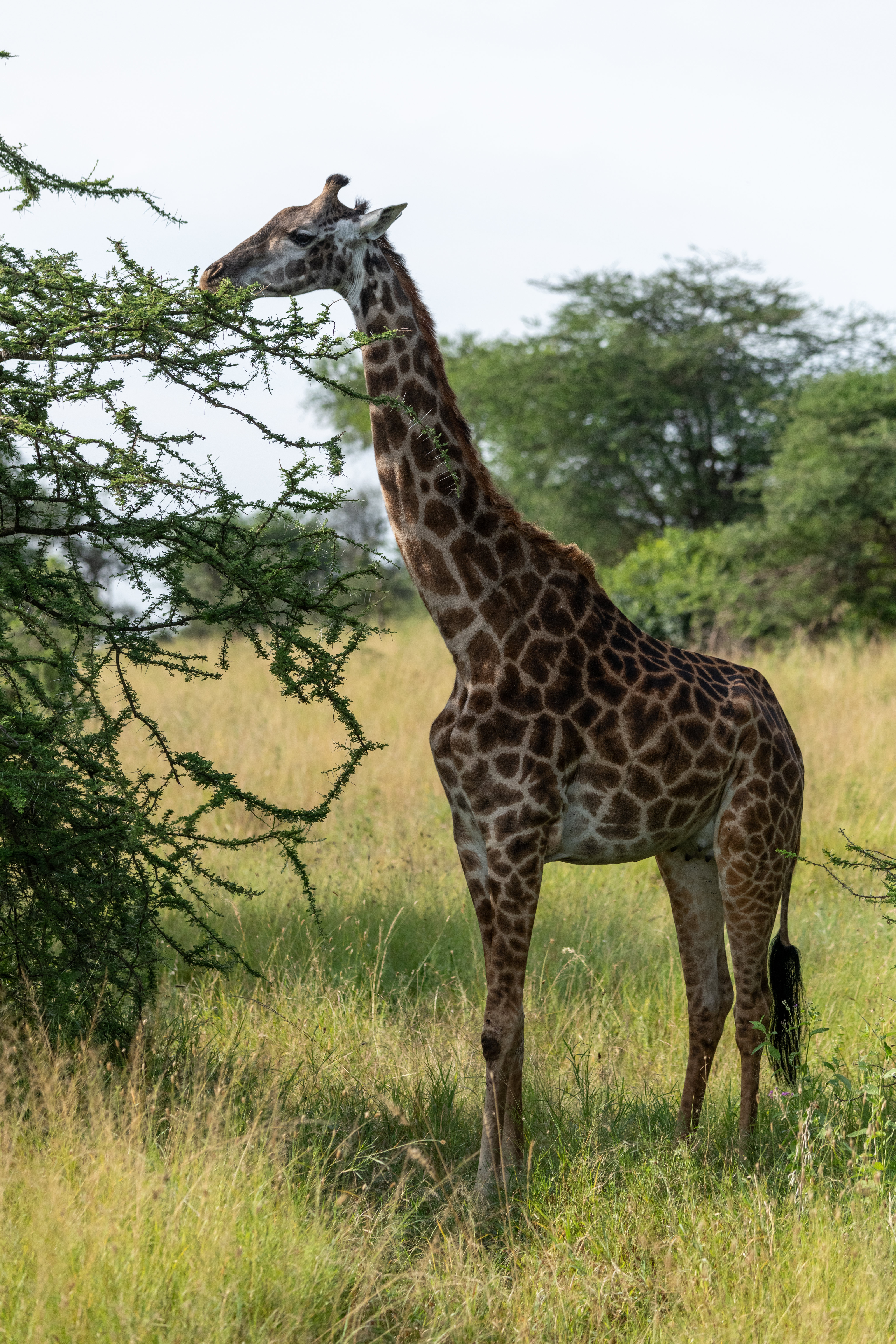136568 скачать обои жираф, животное, саванна, животные, деревья - заставки и картинки бесплатно