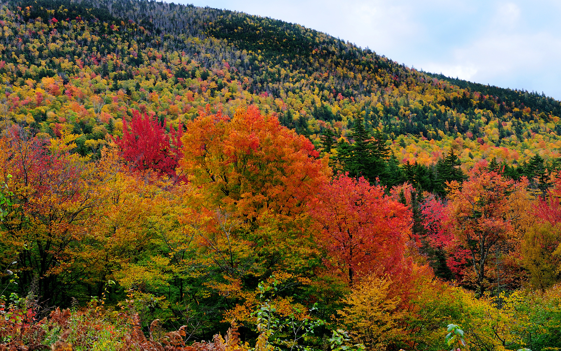 Natural fall. Осенний лес. Рассматривают осенний лес.. Осень в лесу Венгрии. Цвет леса осенью.