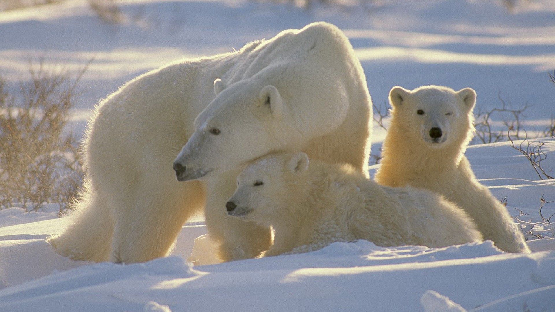 110955 télécharger l'image ours polaires, oursons, famille, animaux, bears, jeune, une famille - fonds d'écran et économiseurs d'écran gratuits