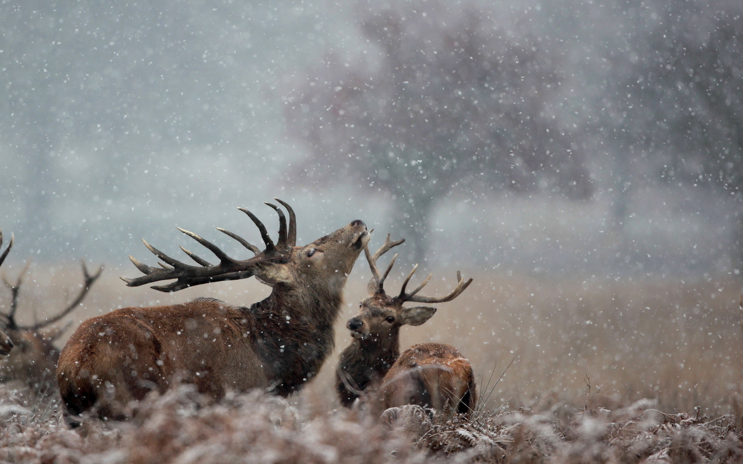 Download mobile wallpaper Snowflake, Deer, Season, Field, Snow, Winter, Animal for free.