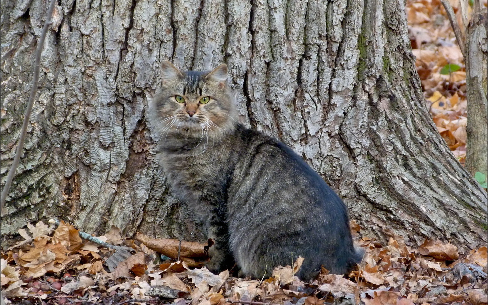 Кот в лесу