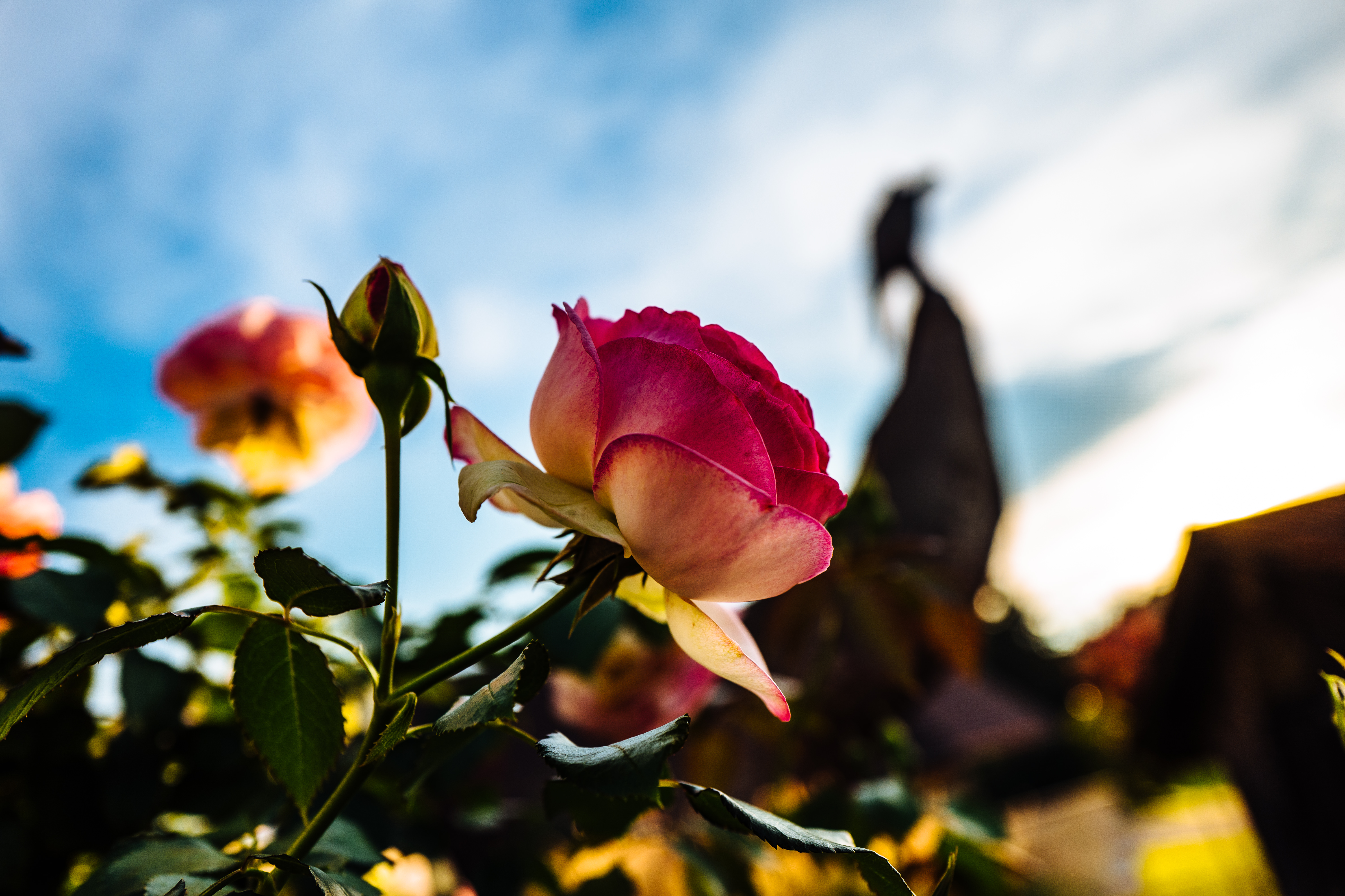 Розовые цветы солнце