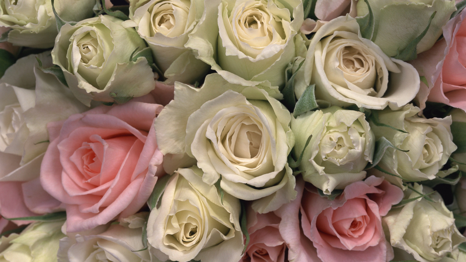 Handy-Wallpaper Roses, Pflanzen, Hintergrund kostenlos herunterladen.